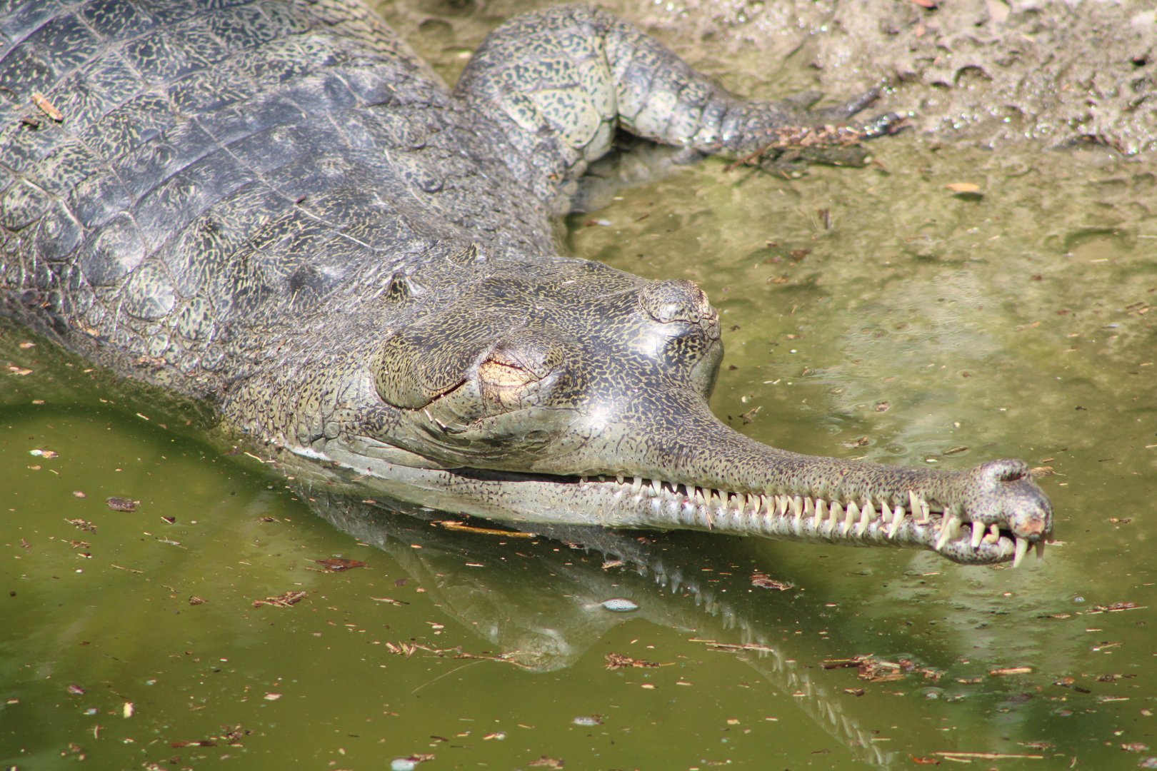 Gharial (Gavialis gangeticus)