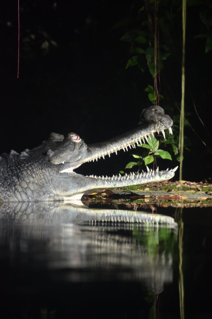 Gharial, Gavialis gangeticus