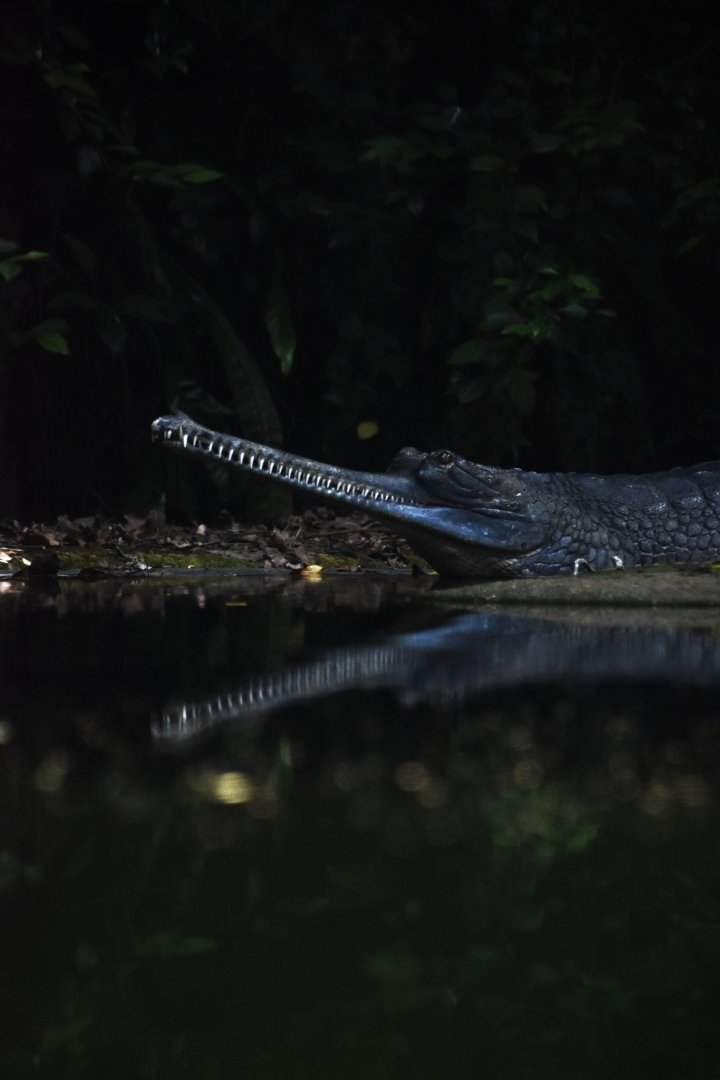 Gharial, Gavialis gangeticus
