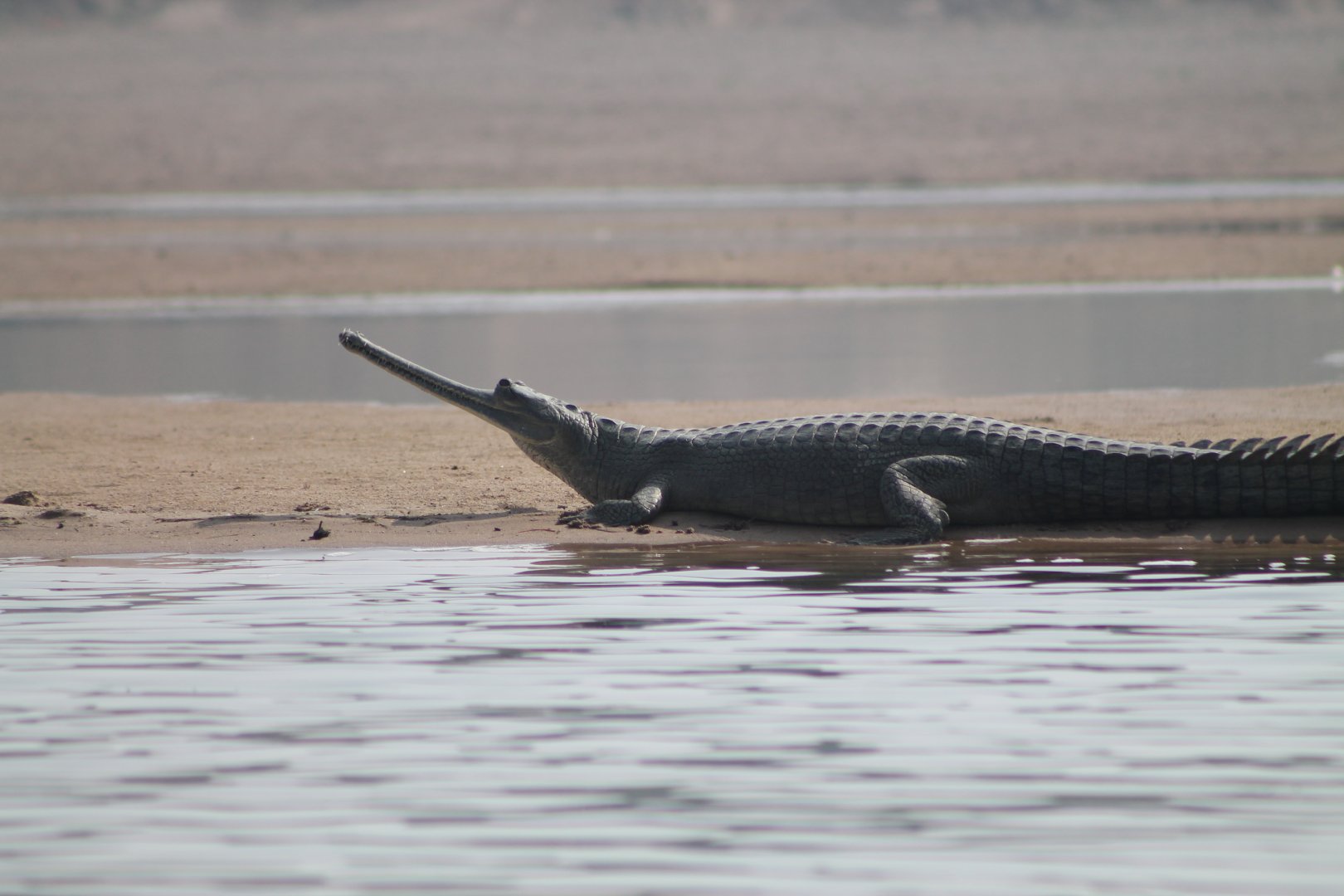 Gharial (Gavialus gangeticus)