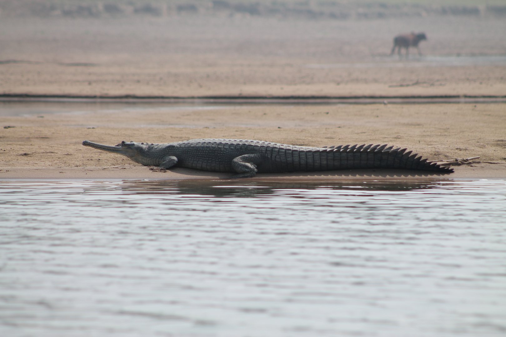Gharial (Gavialus gangeticus)