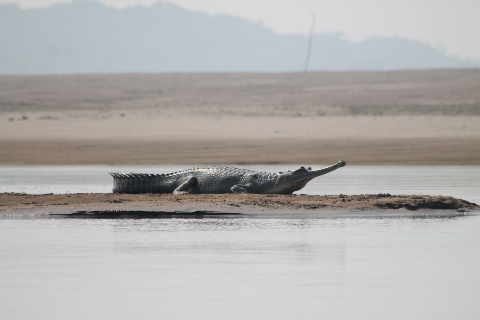 Gharial (Gavialus gangeticus)