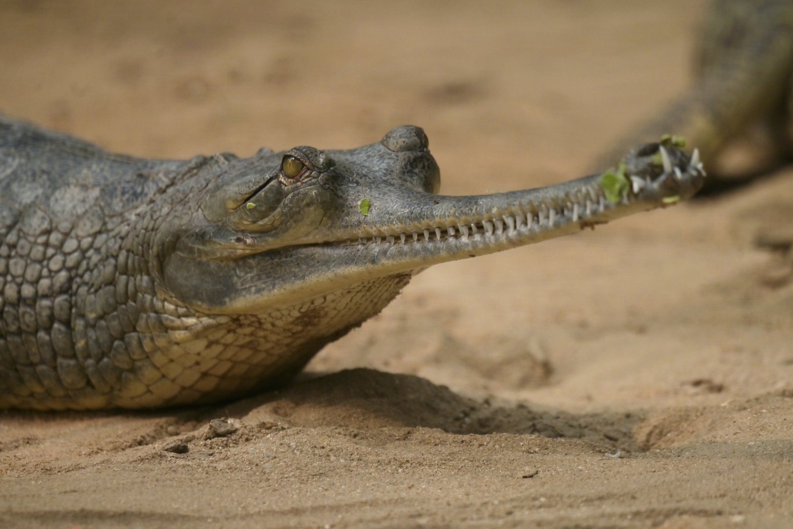 Gharial Gavialus gangeticus