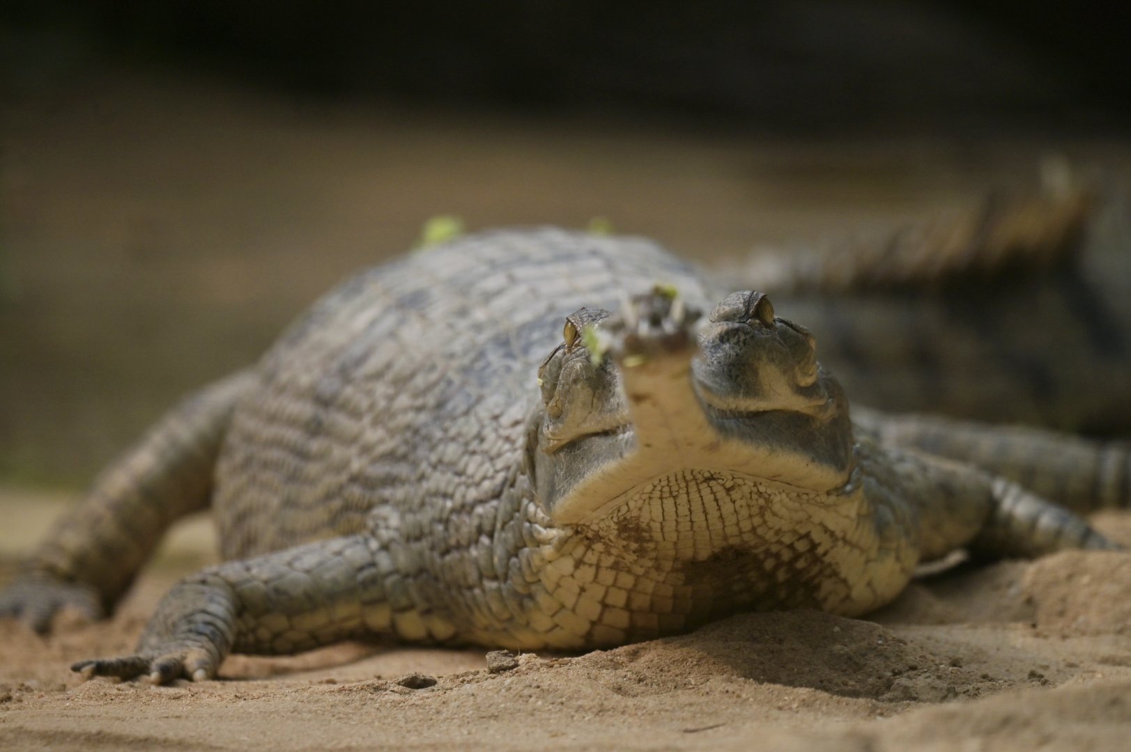 Gharial Gavialus gangeticus