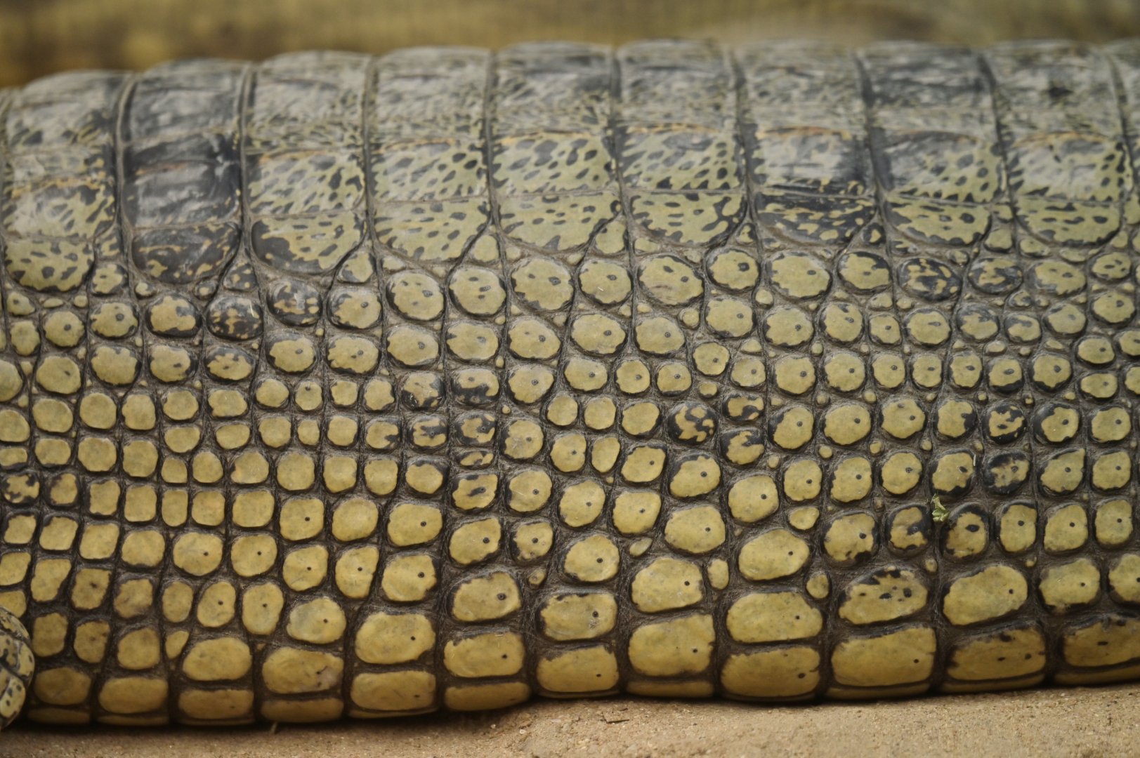 Gharial Gavialus gangeticus