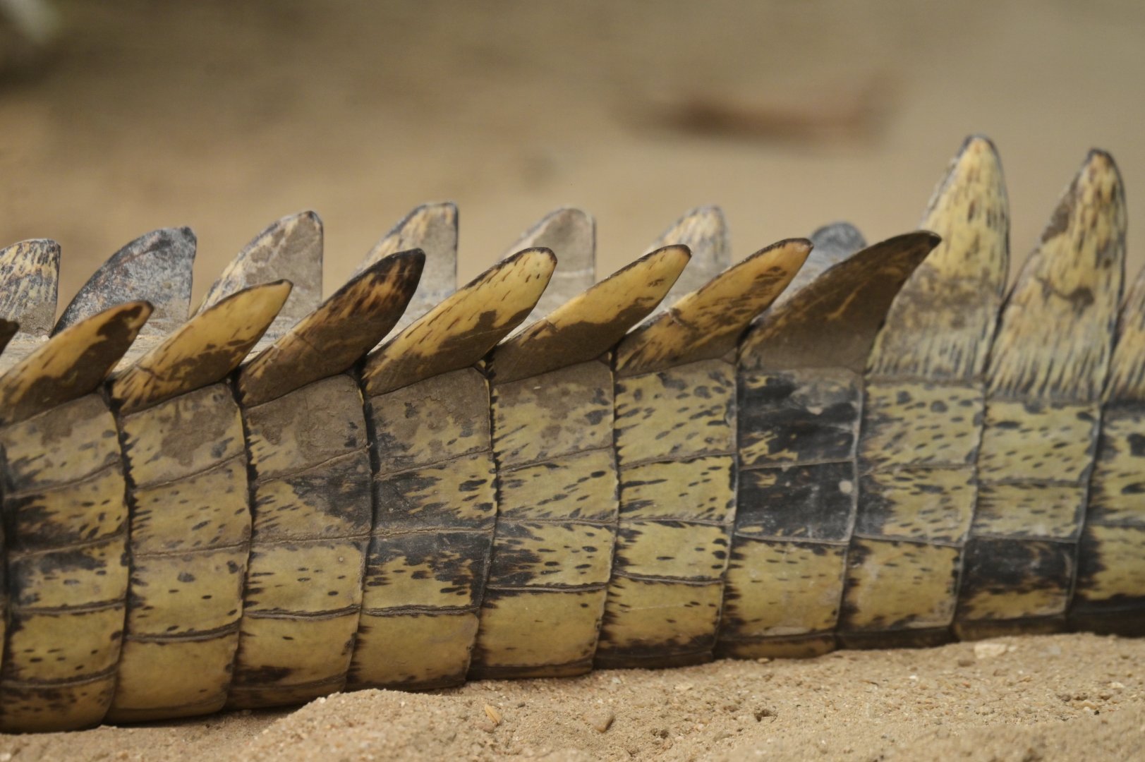 Gharial Gavialus gangeticus