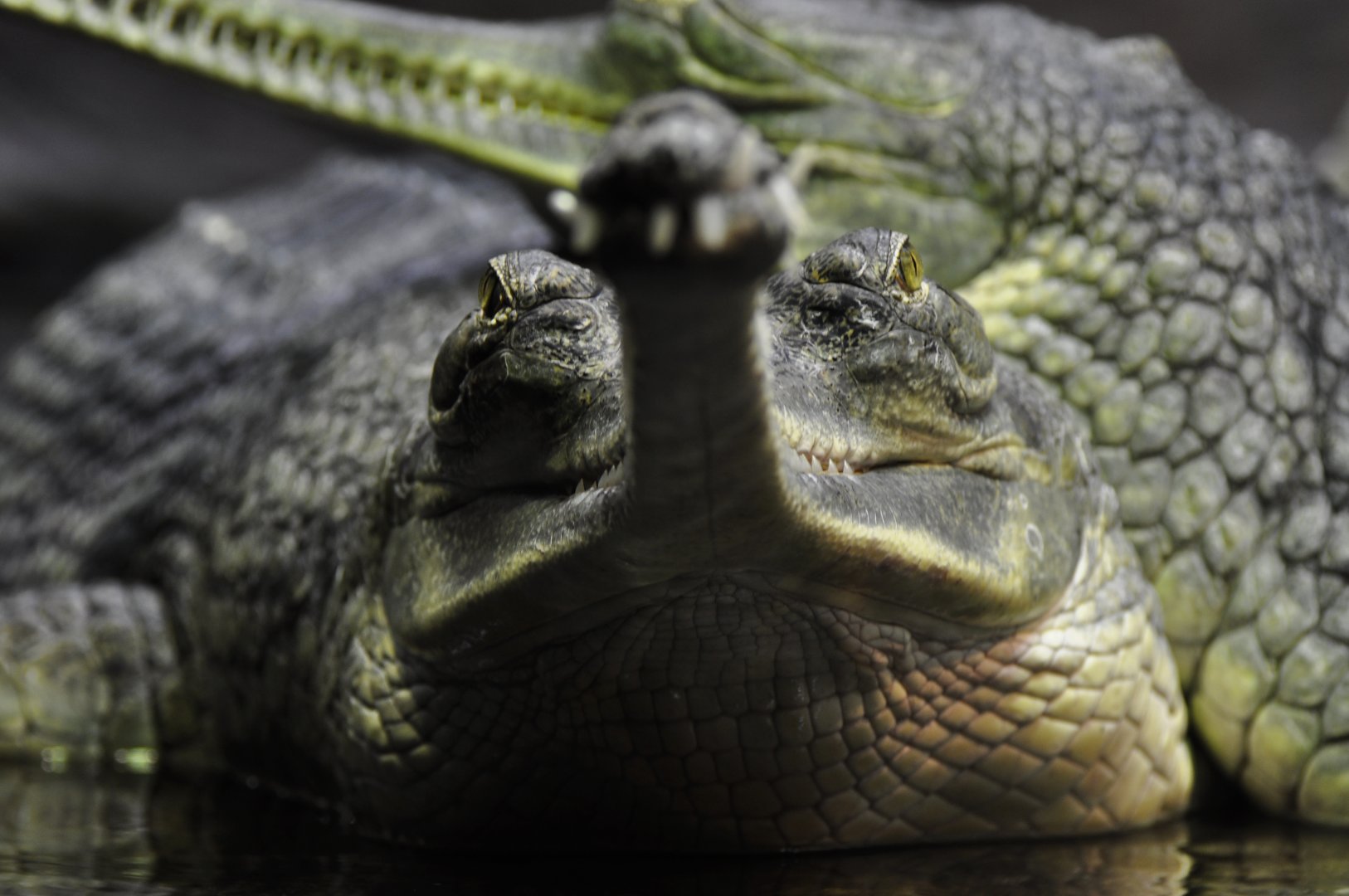 Gharial Gavialus gangeticus