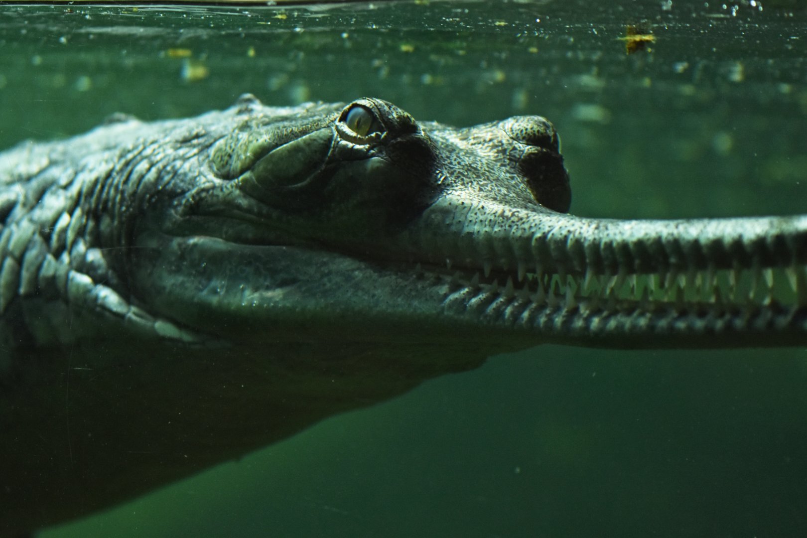 Gharial Gavialus gangeticus