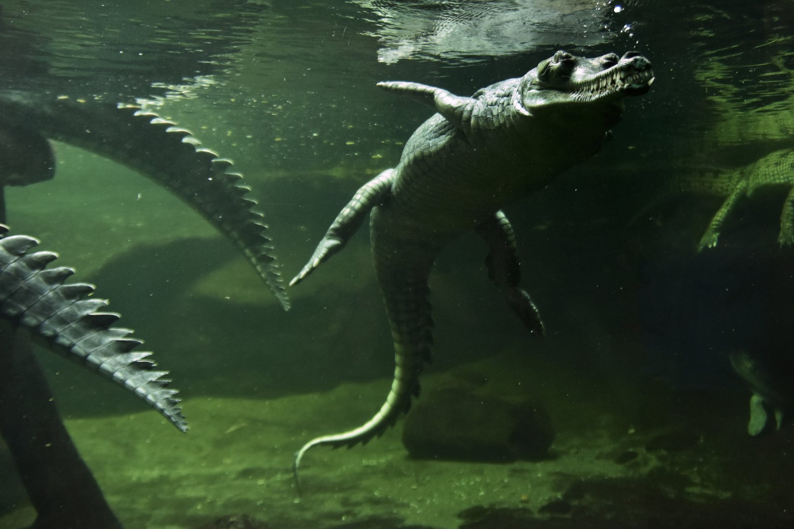 Gharial Gavialus gangeticus
