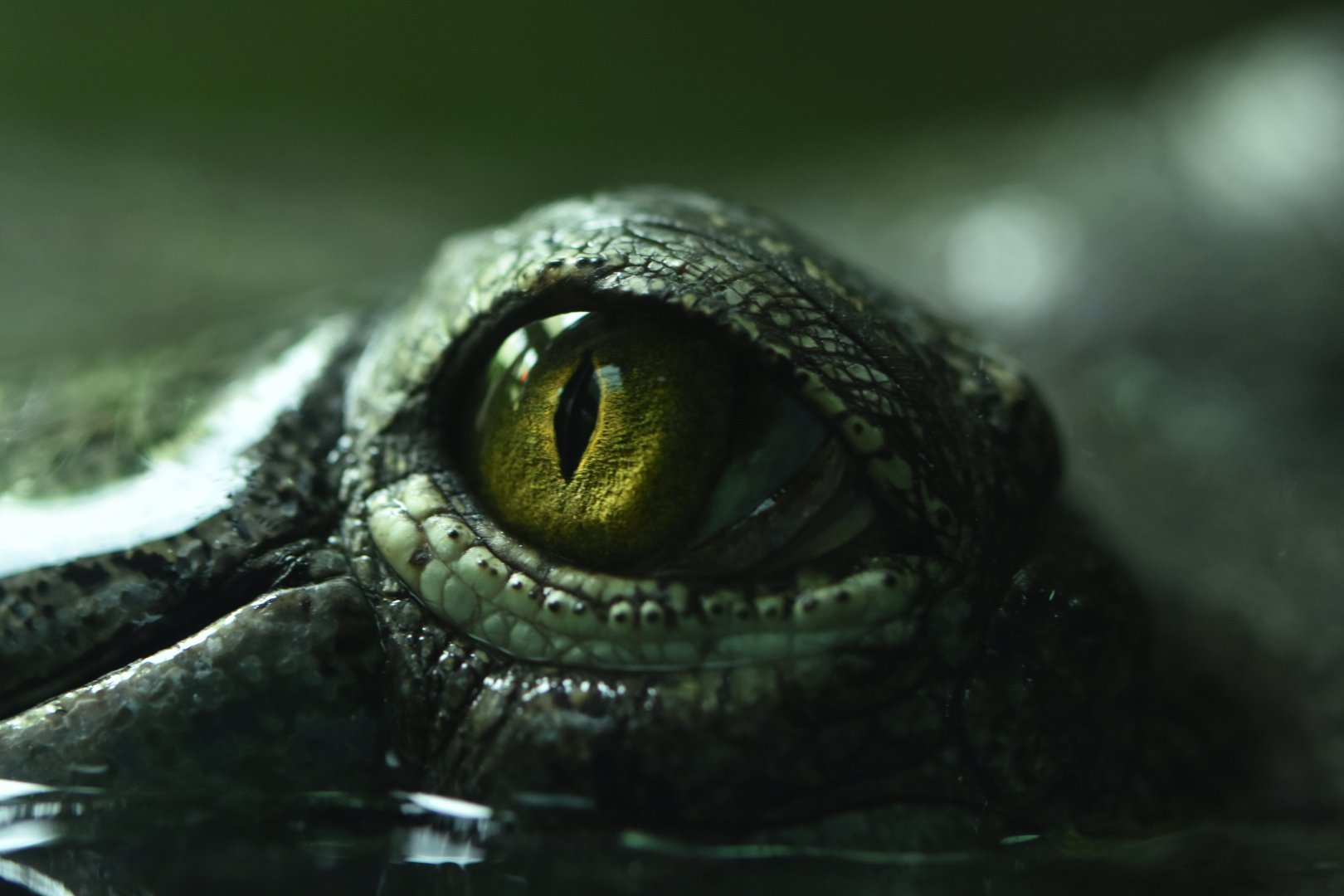 Gharial Gavialus gangeticus