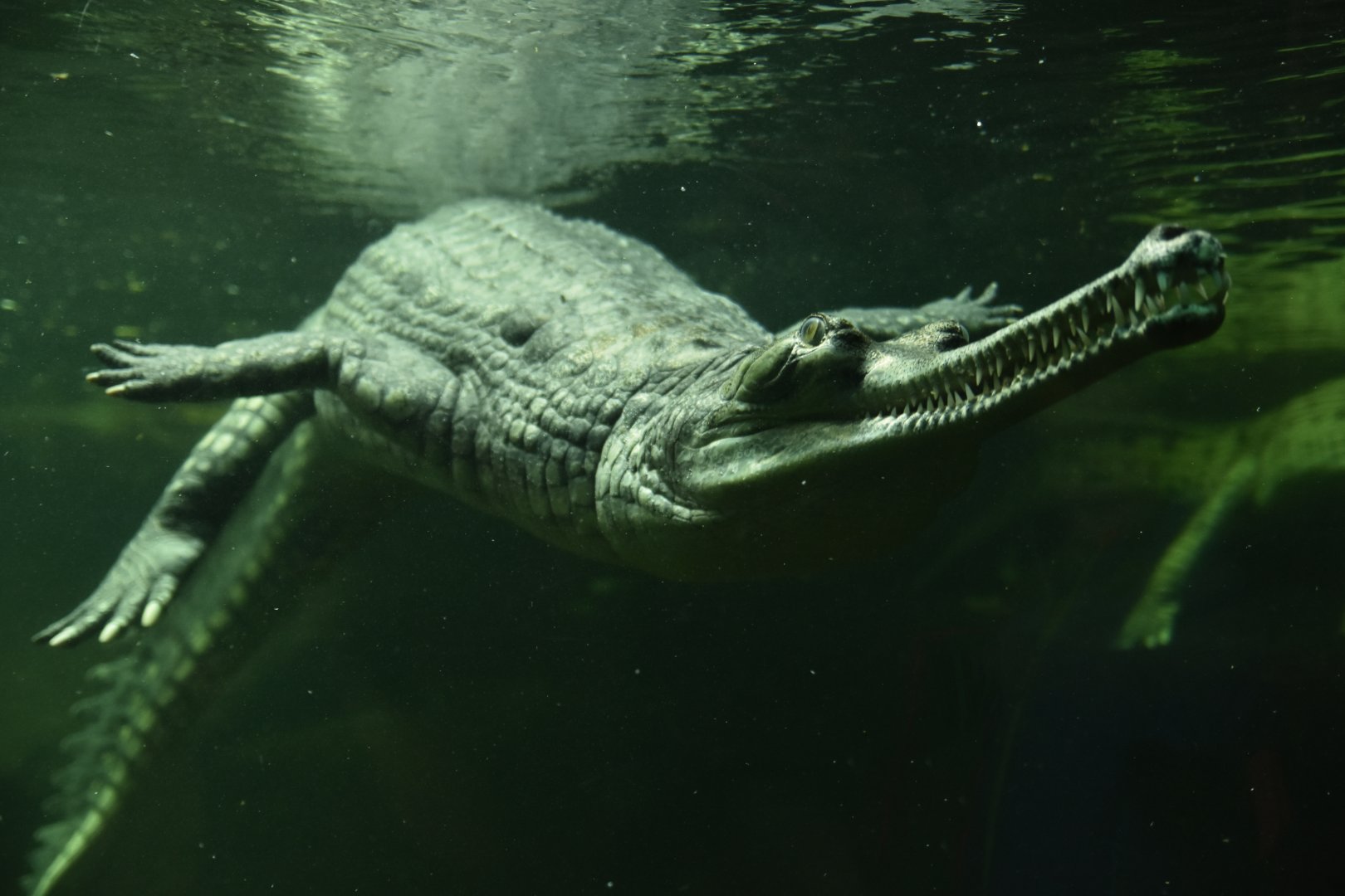 Gharial Gavialus gangeticus