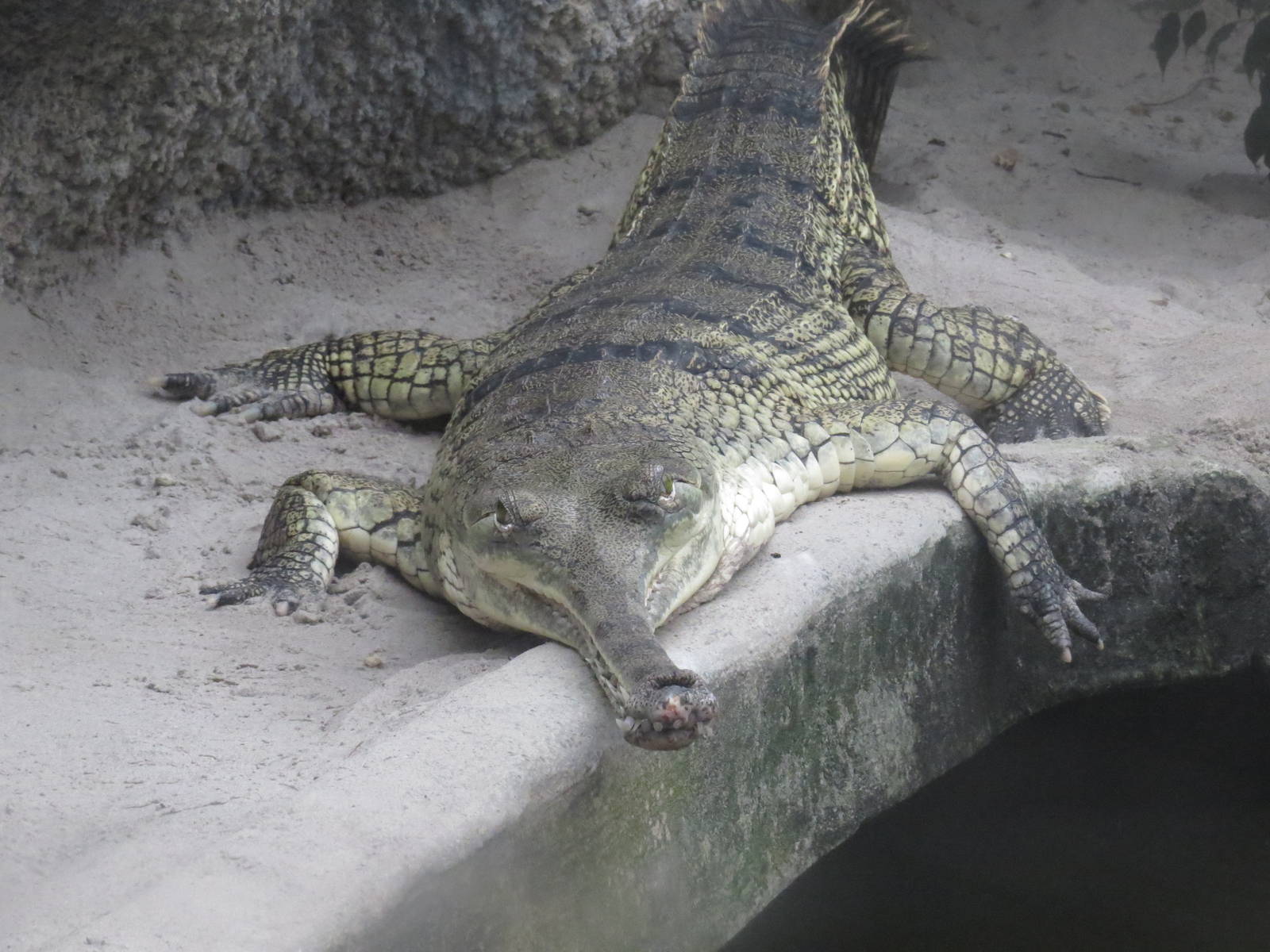 Gharial, June 2015.