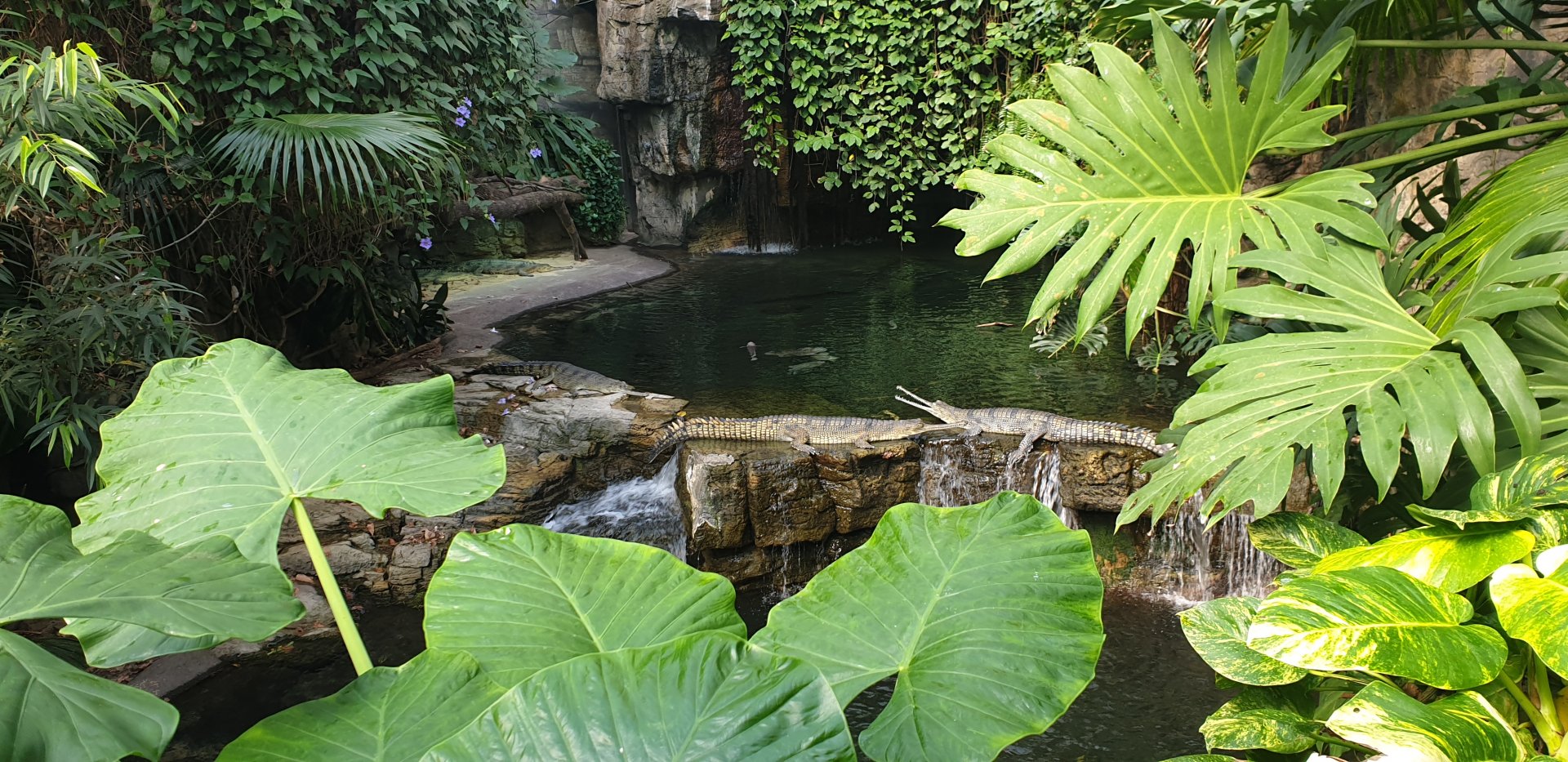 Gharial, Jungle world