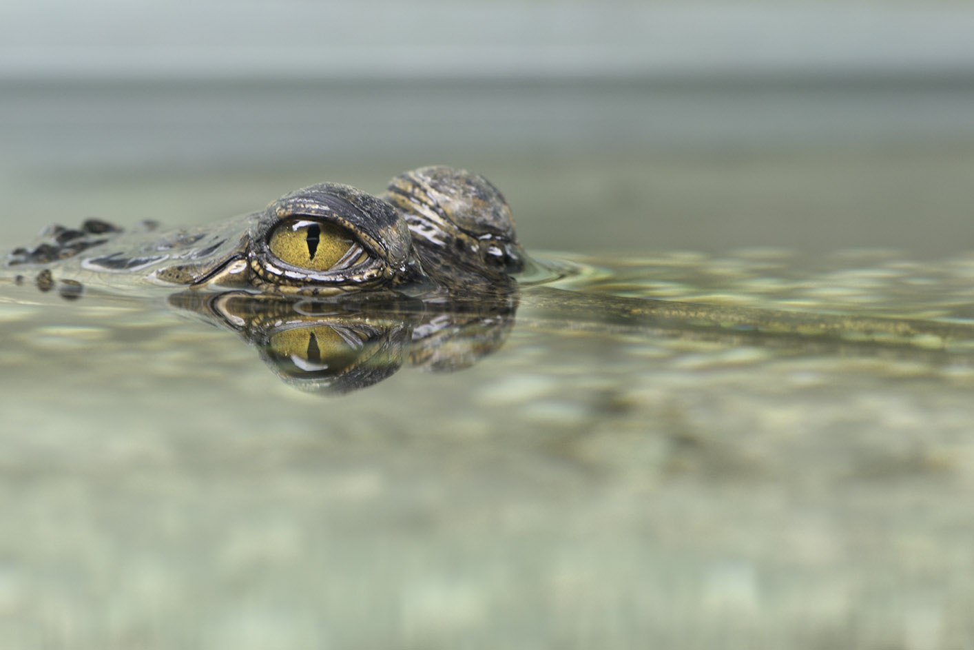 Gharial, keeping a low profile