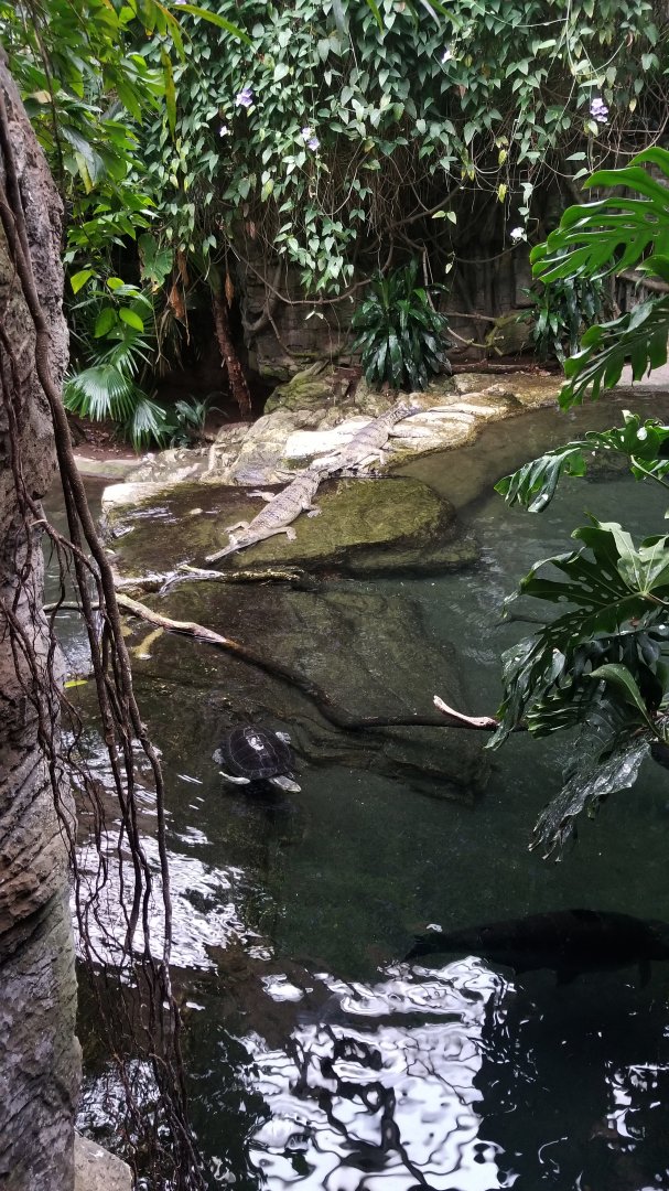 Gharial, Malayan Giant River Turtle, fish