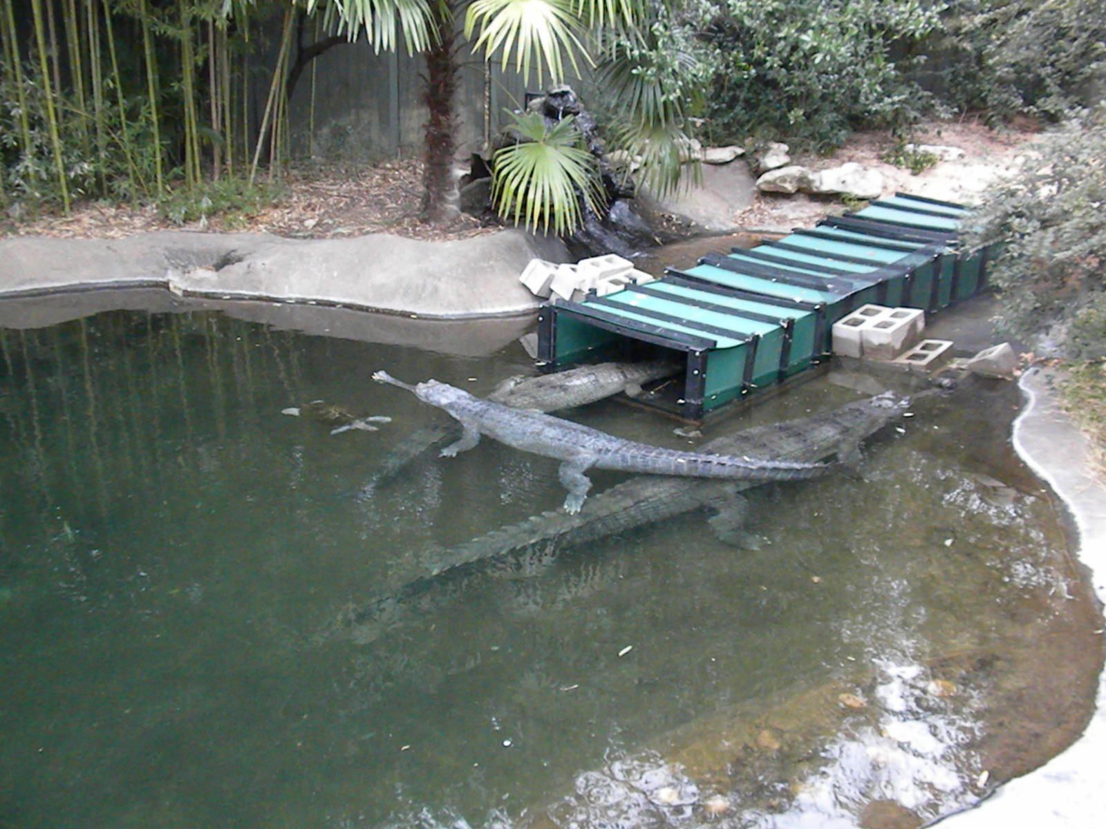 Gharial moving crate