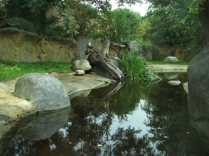 Gharial outside pool