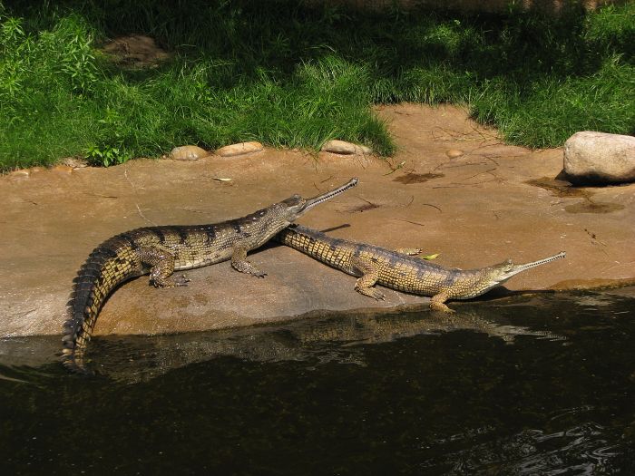 Gharial outside pool