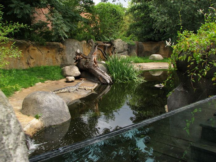 Gharial outside pool