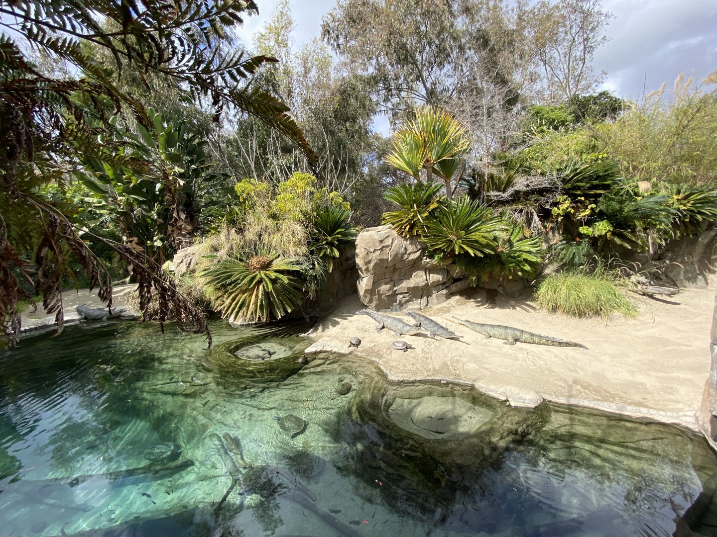 Gharial Pond - Reptile Walk