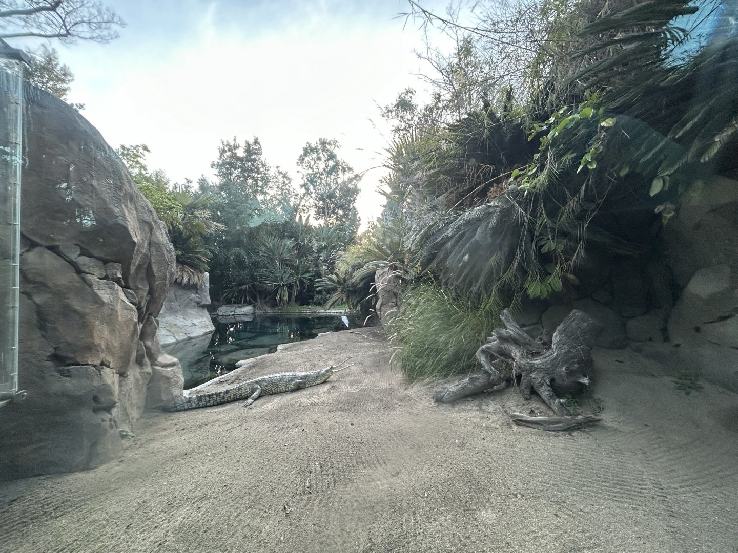 Gharial Pond - Reptile Walk