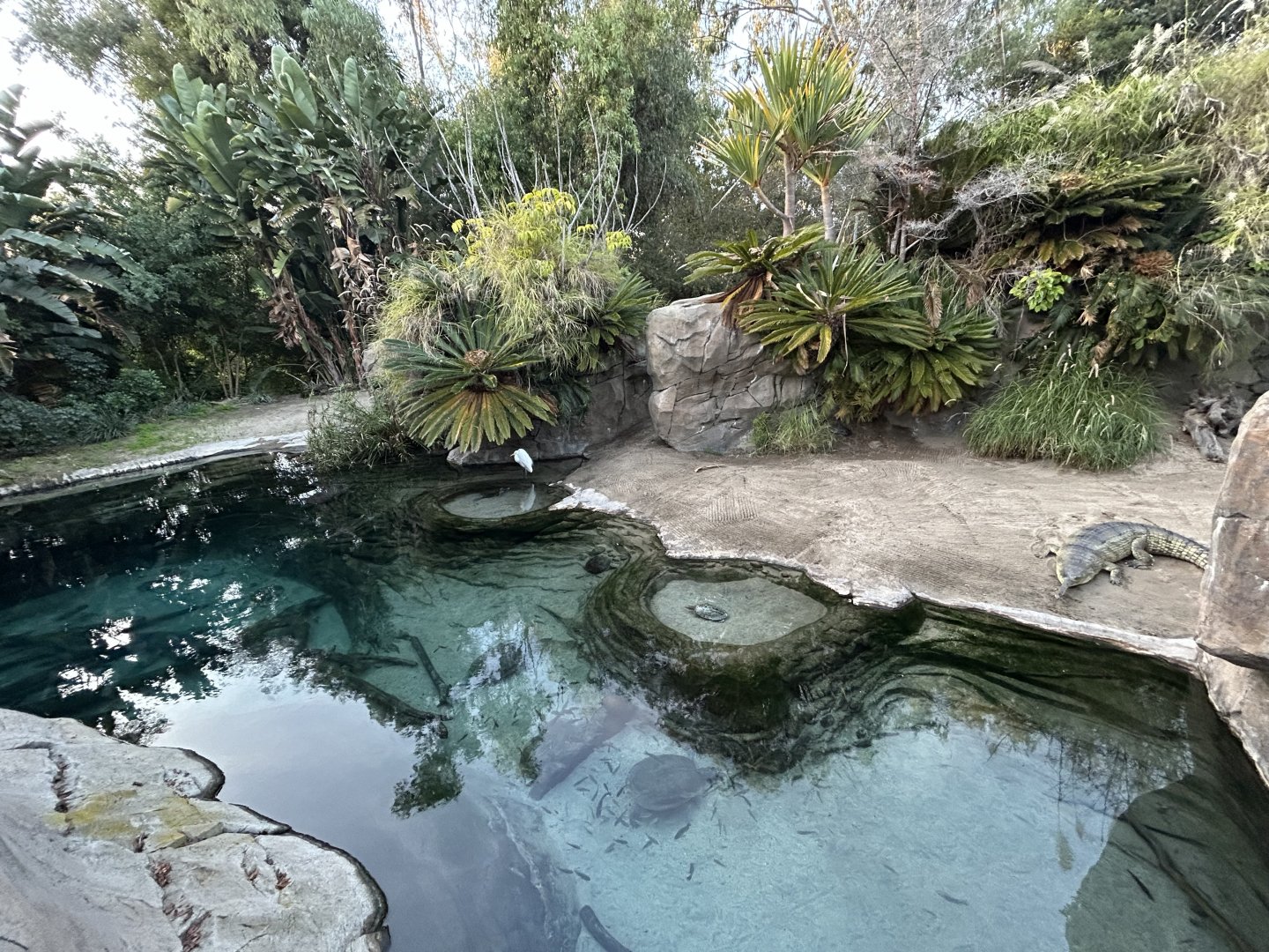 Gharial Pond - Reptile Walk