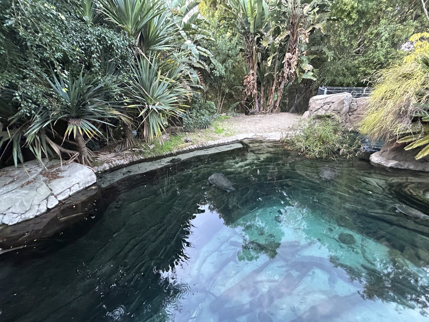 Gharial Pond - Reptile Walk