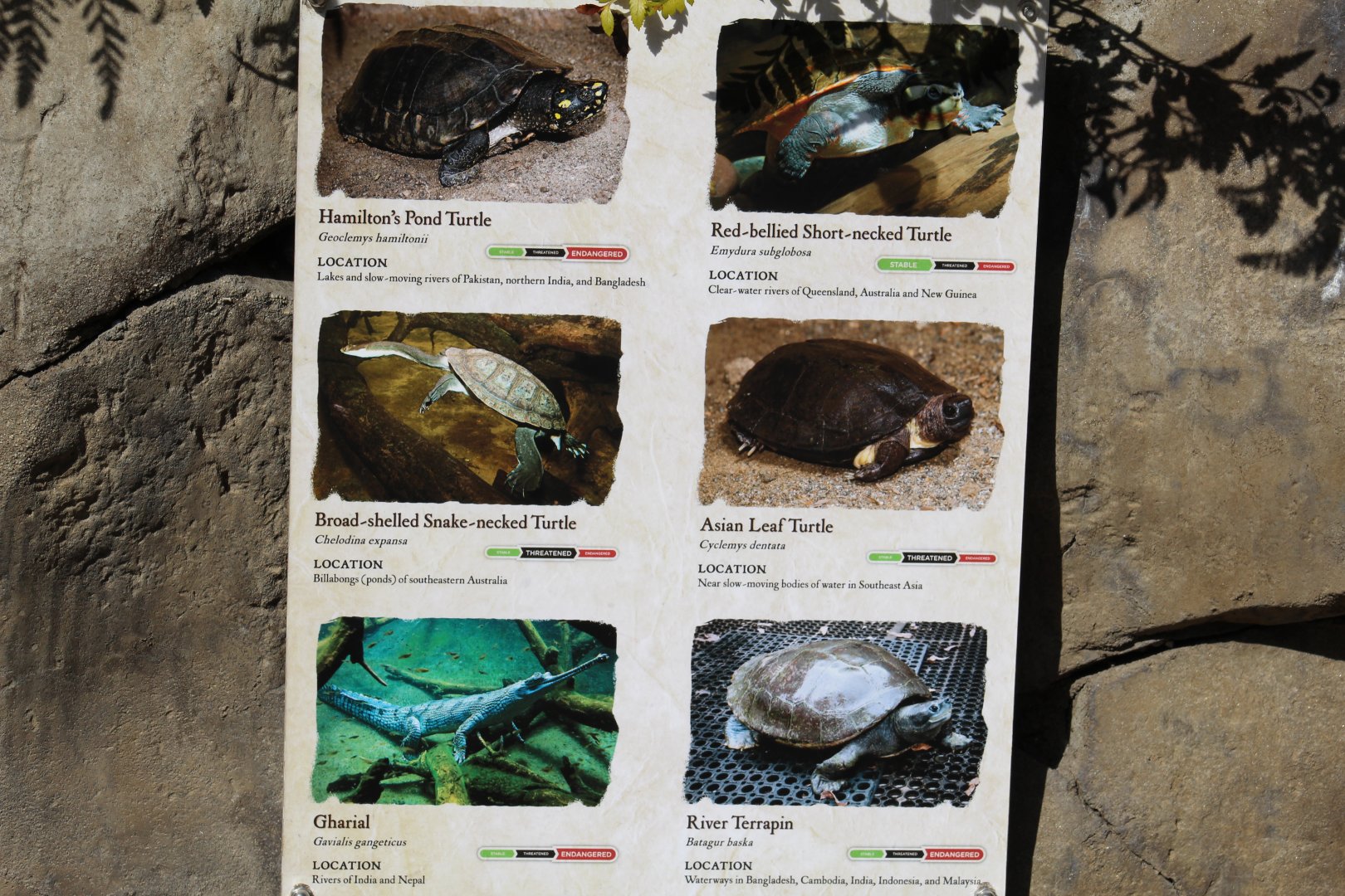 Gharial Pond Species Signage #1