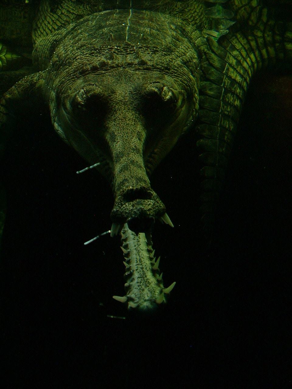 Gharial - Prague Zoo - March 2011