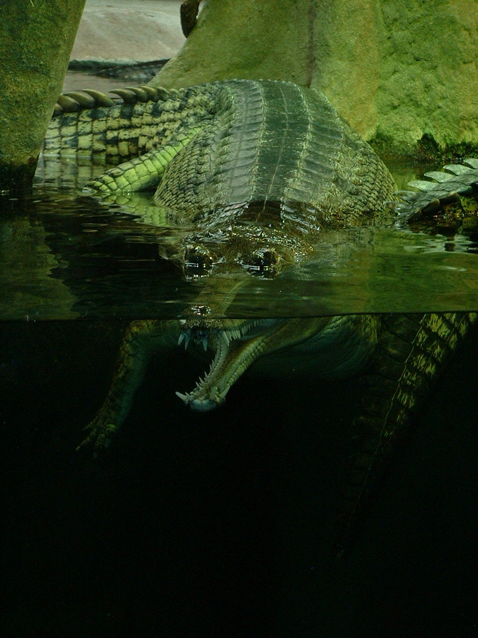 Gharial - Prague Zoo - March 2011