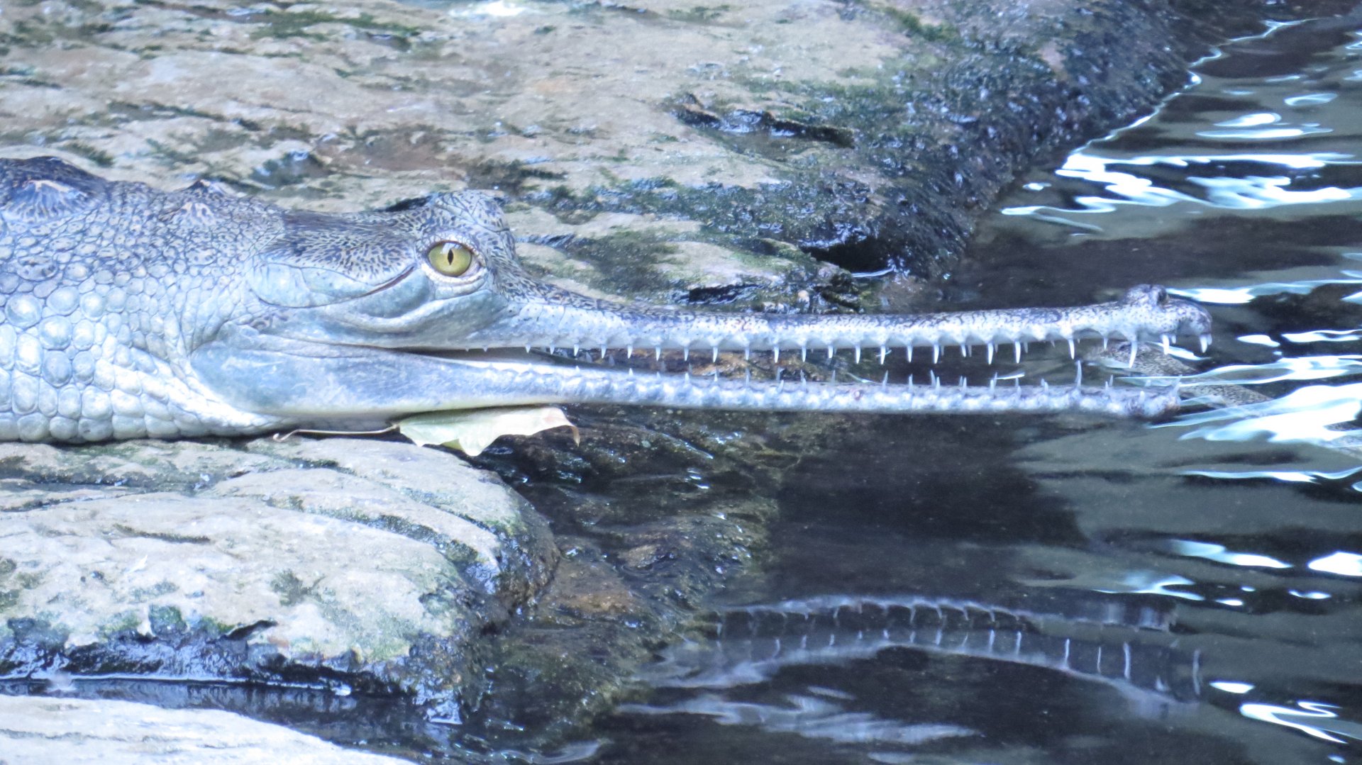 Gharial Profile | Jungleworld | The Bronx Zoo