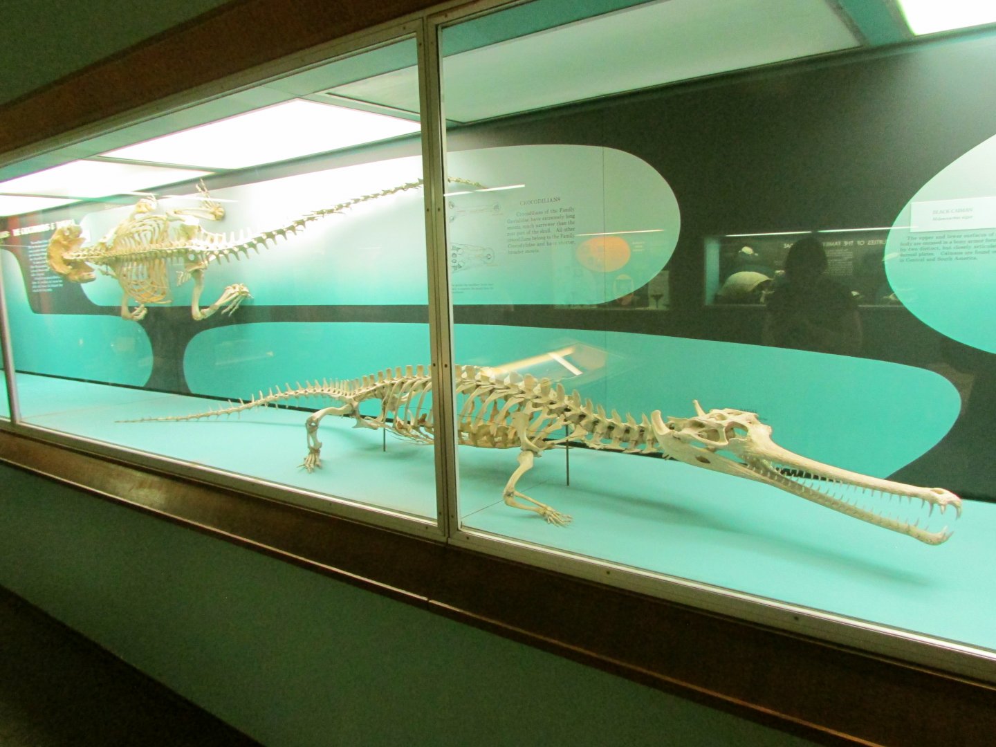 Gharial Skeleton