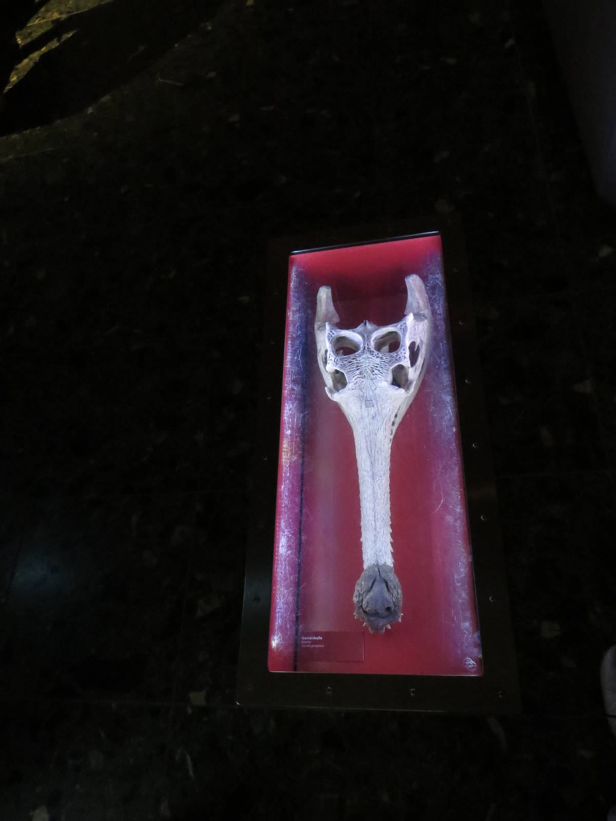 Gharial skull, June 2015