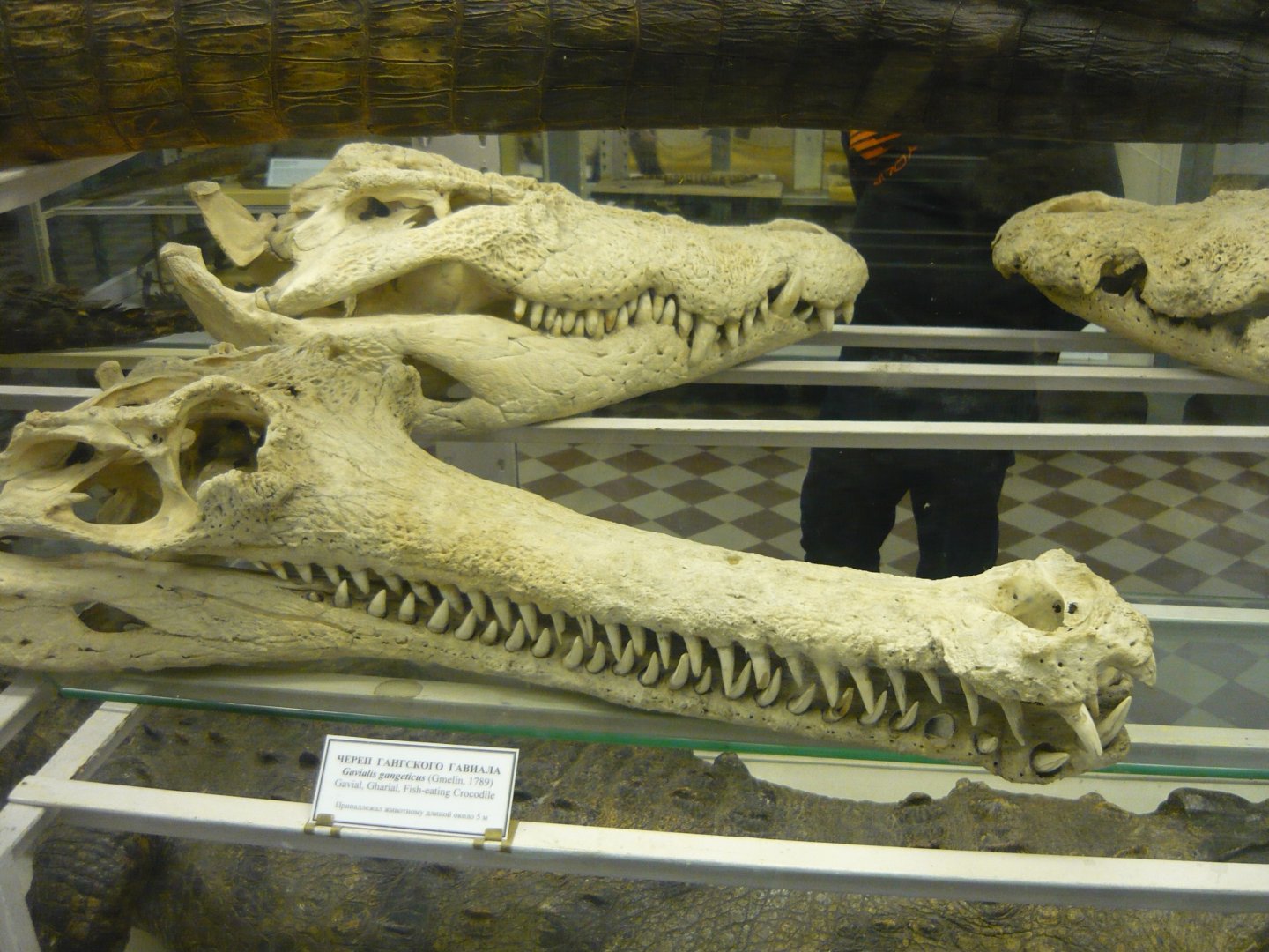 Gharial skull