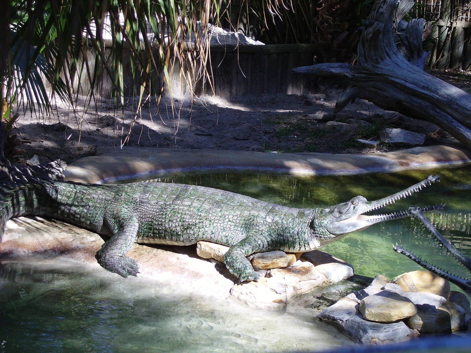 Gharial - St Augustine Gator Farm