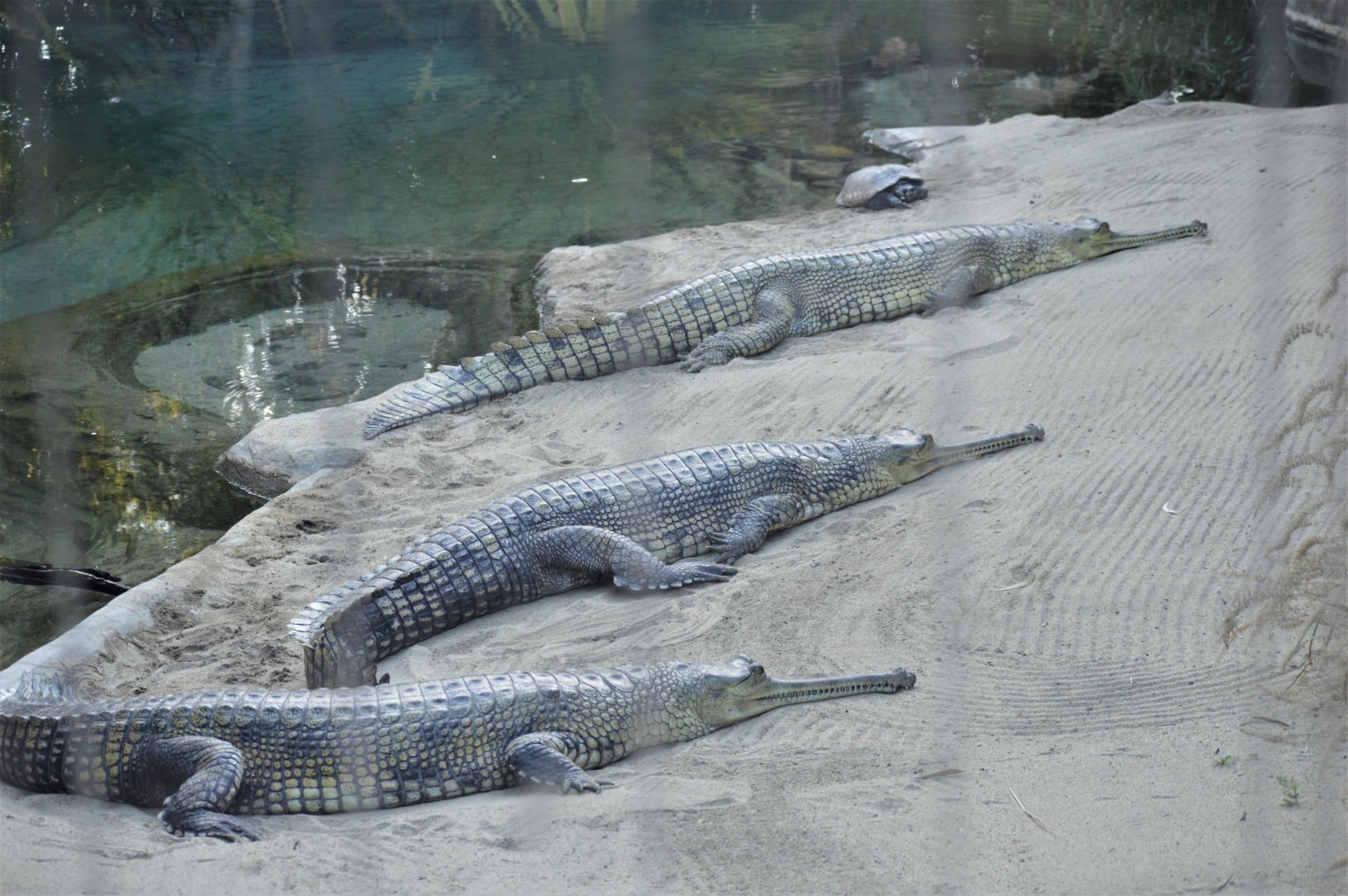 Gharial Trio