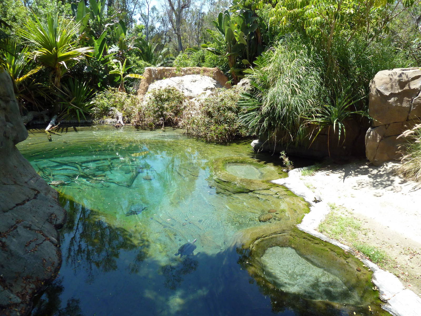 Gharial/Turtle Exhibit (7 Species)