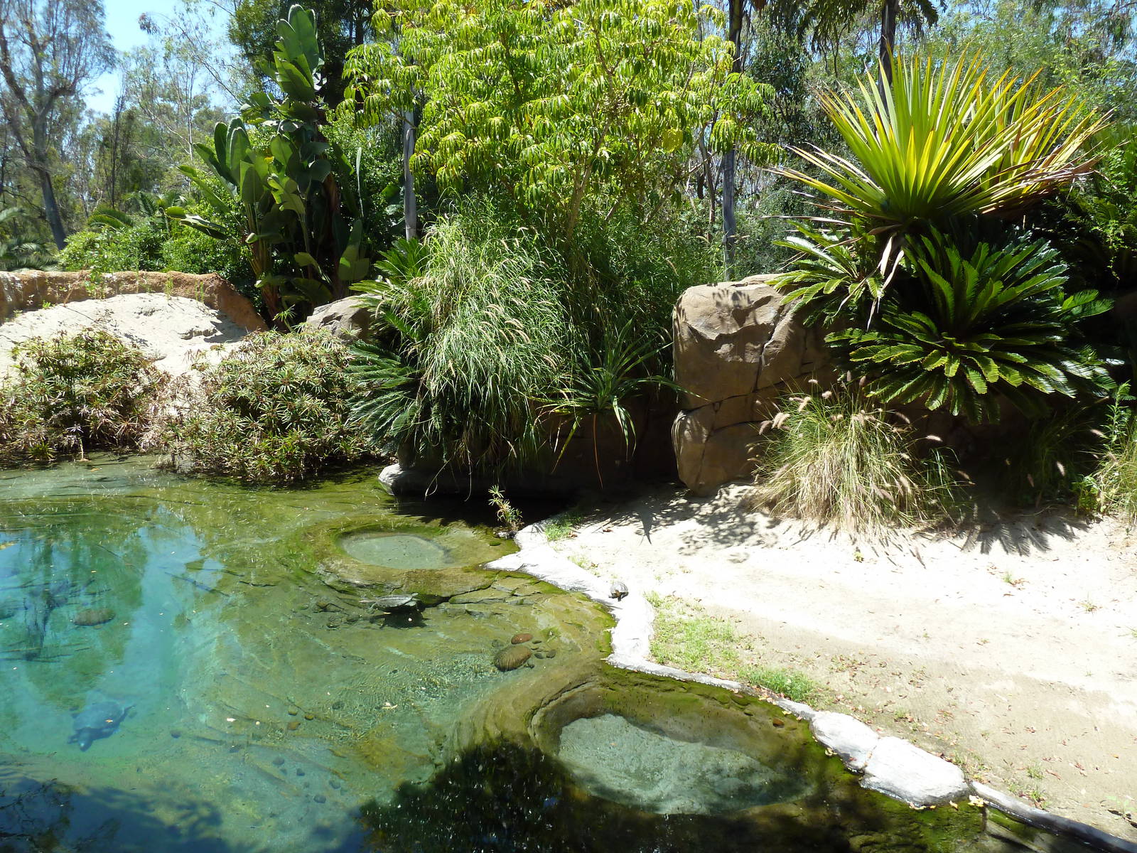 Gharial/Turtle Exhibit (7 Species)