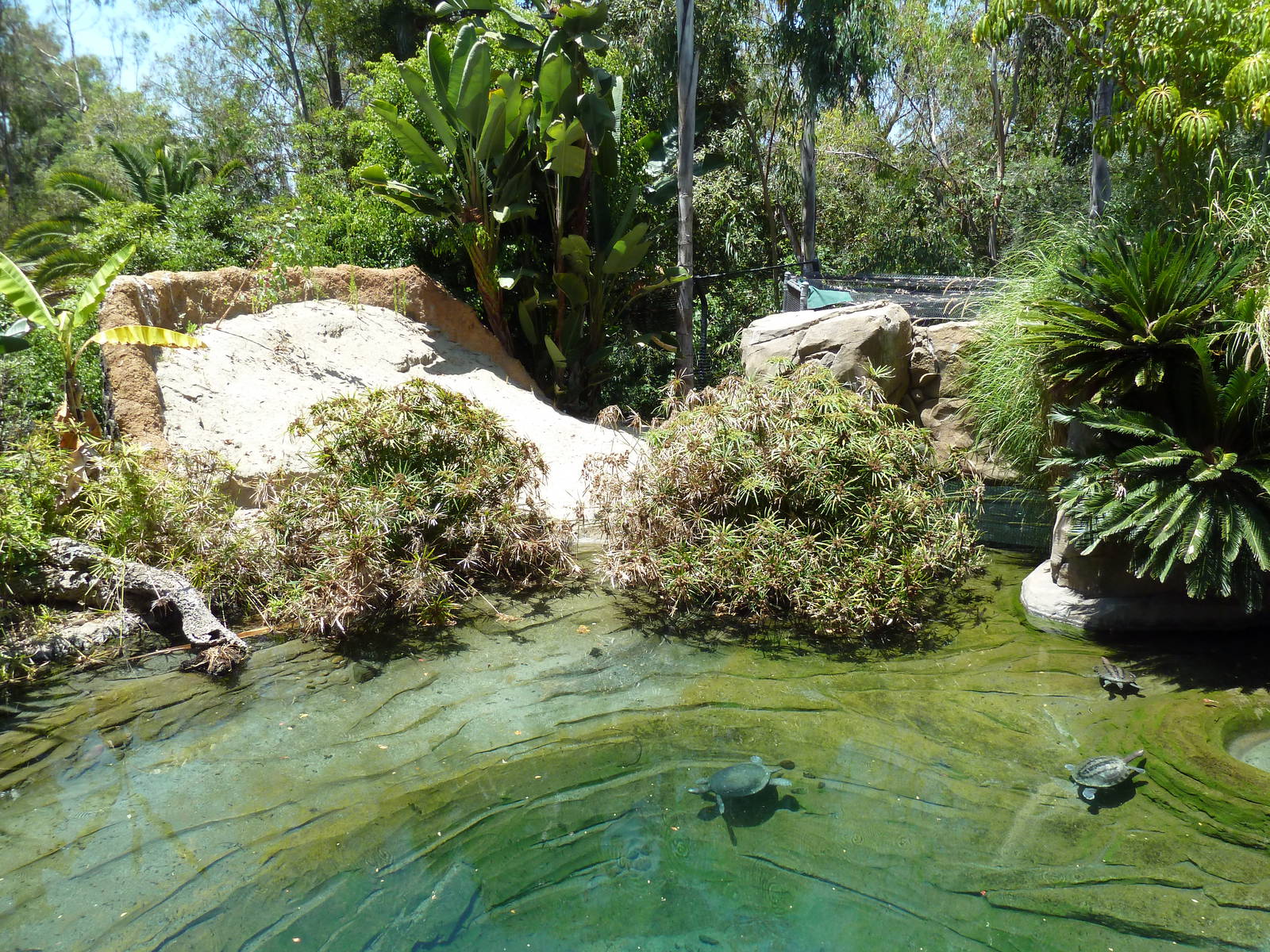 Gharial/Turtle Exhibit (7 Species)