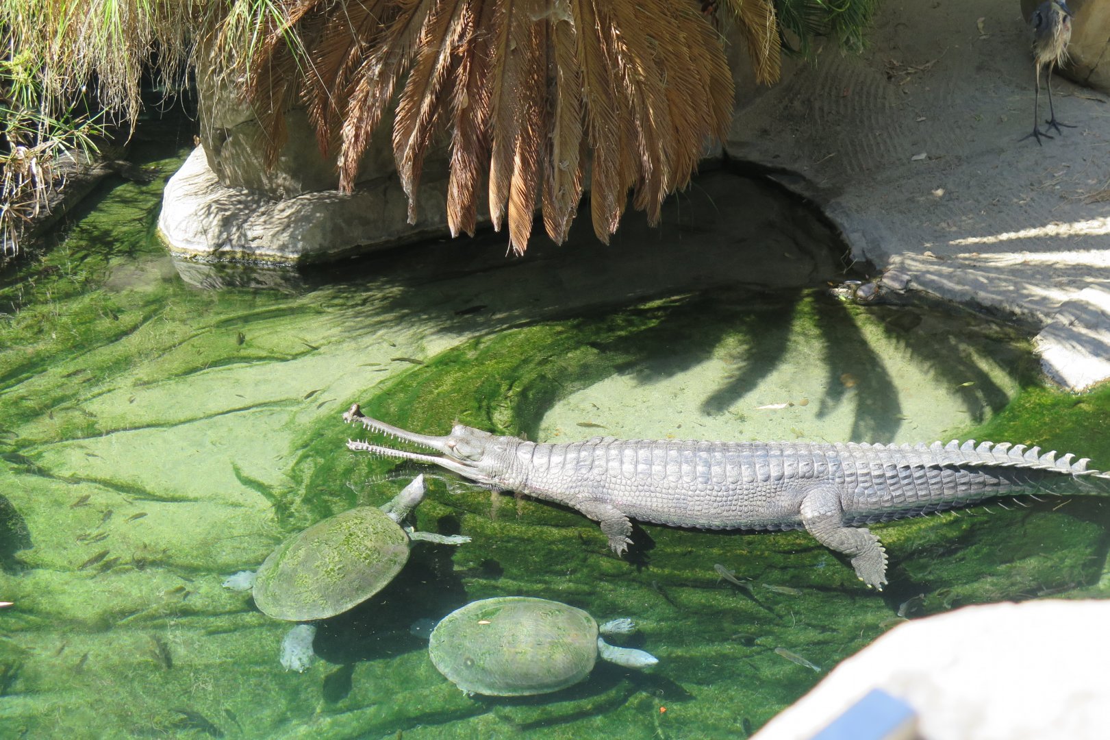 Gharial & Turtle ID(8/23/2024)