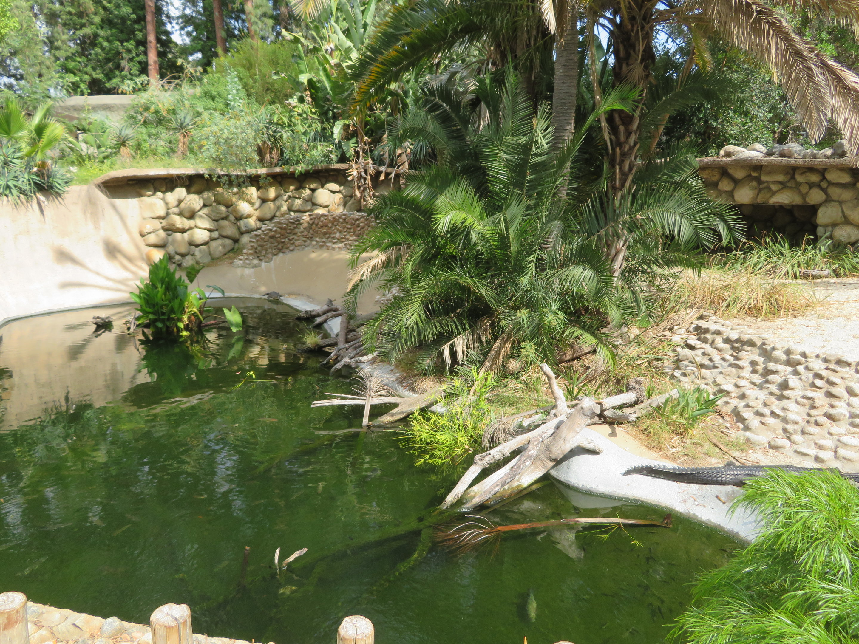 Gharial/Turtle Pond