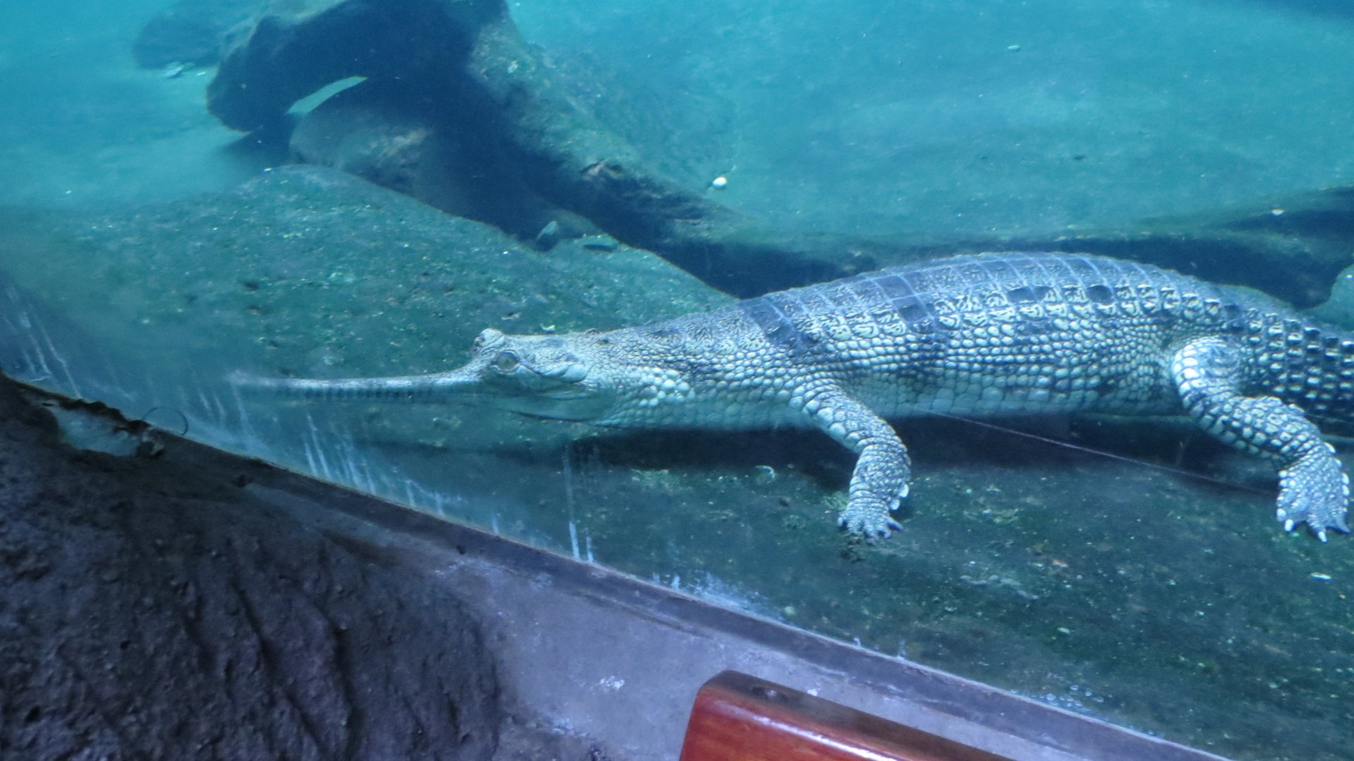 Gharial Underwater 2 | Jungleworld | The Bronx Zoo