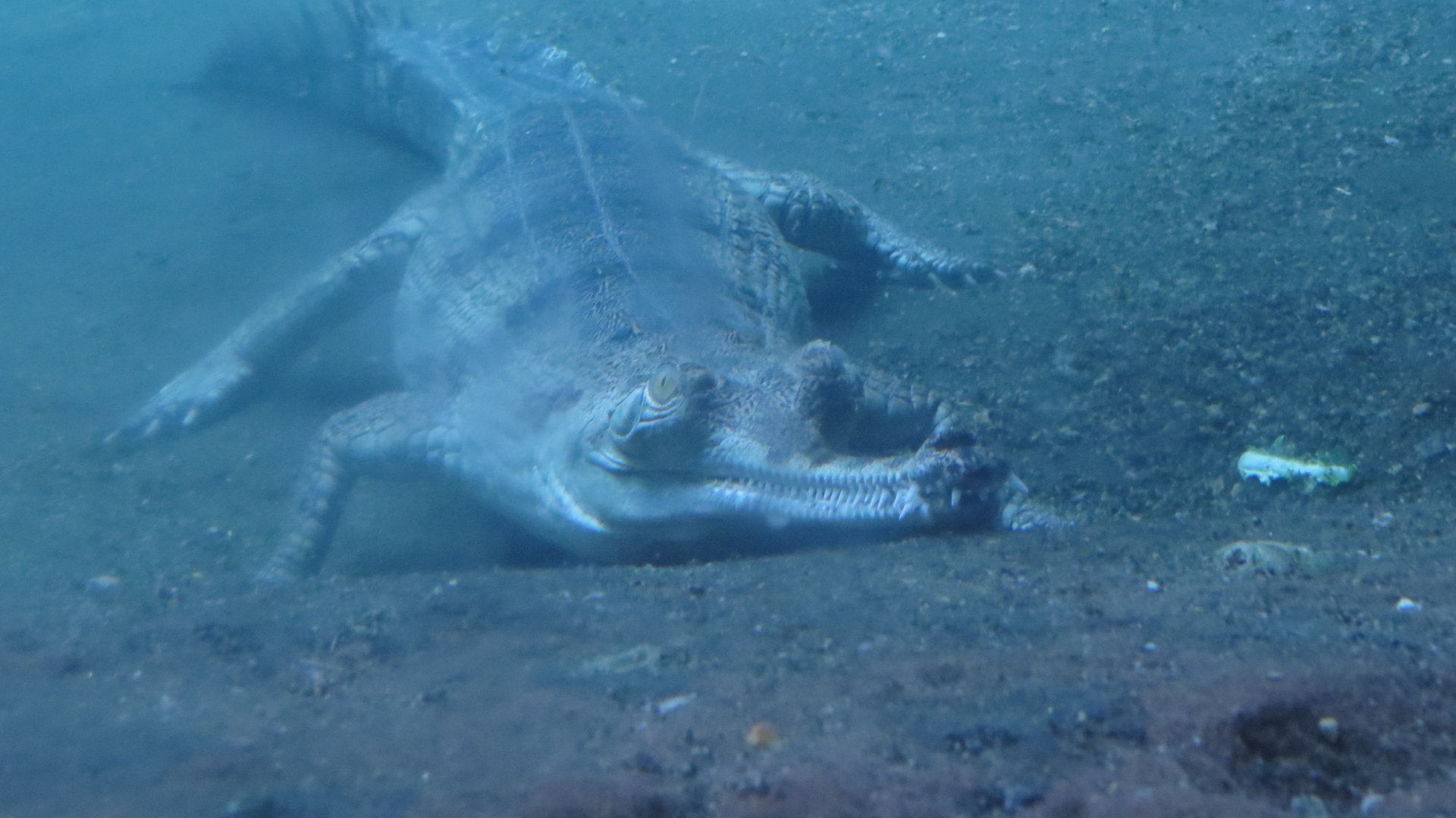 Gharial Underwater | Jungleworld | The Bronx Zoo