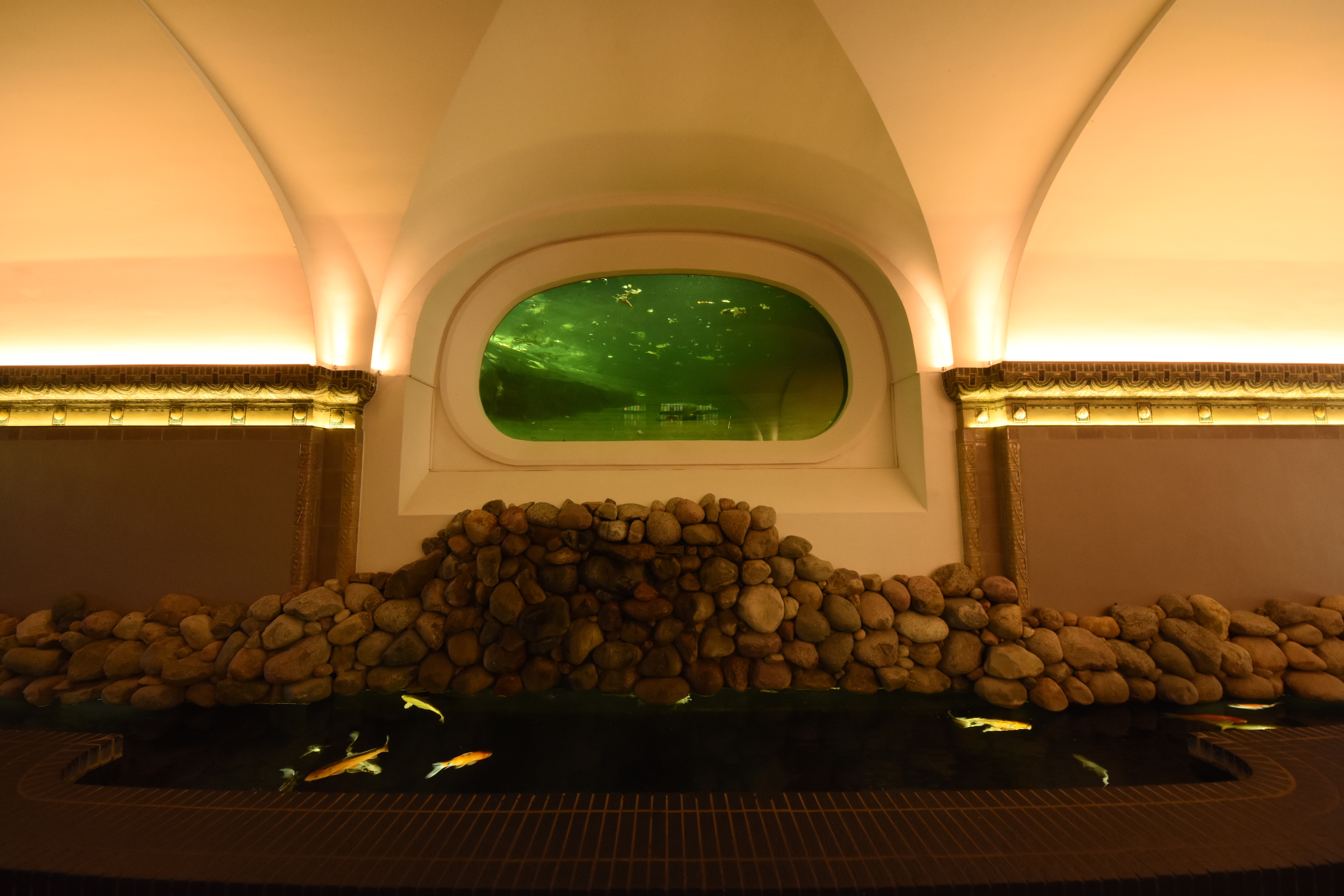 Gharial underwater view