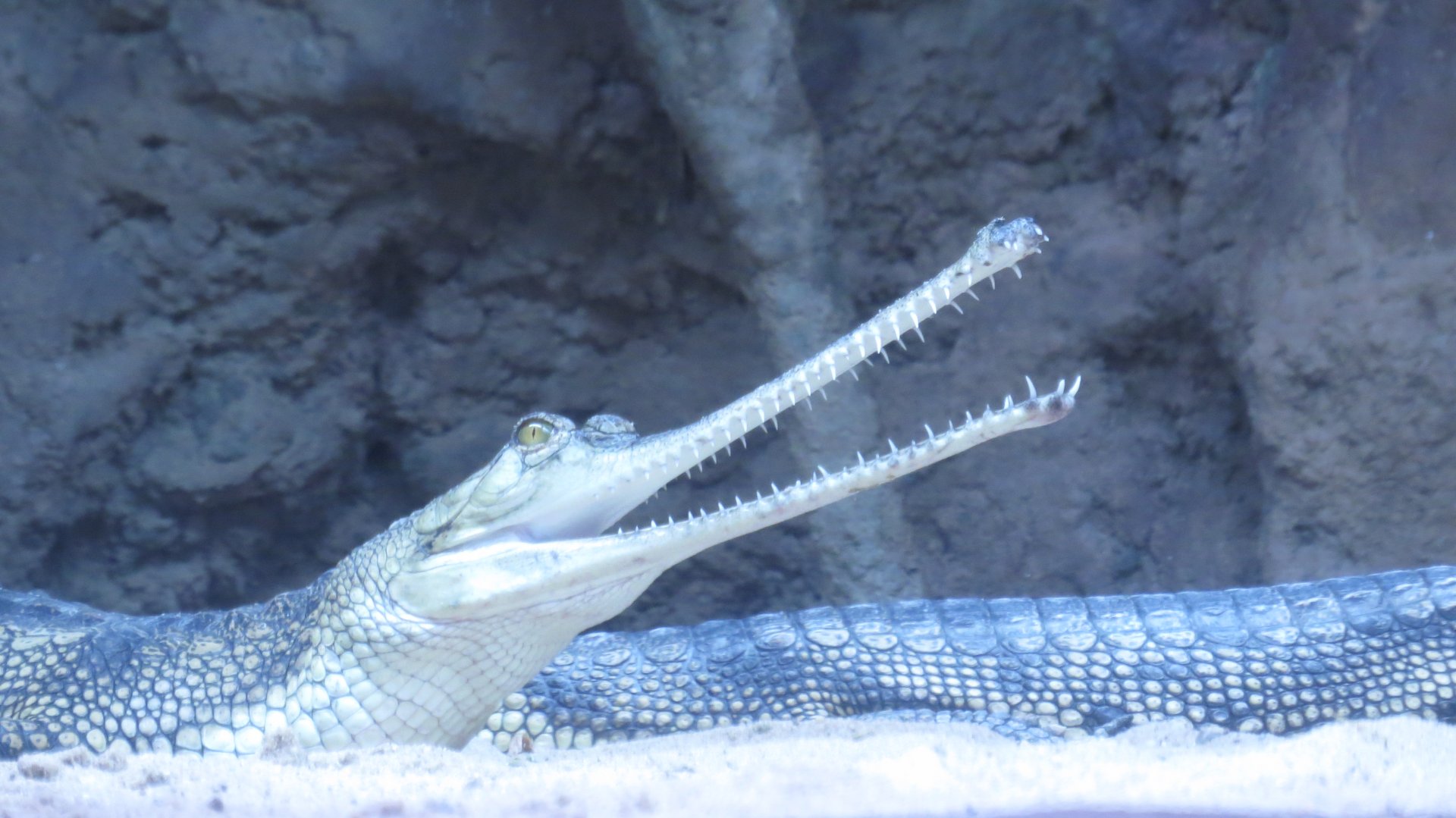 Gharial w/ Mouth Agape | Jungleworld | The Bronx Zoo