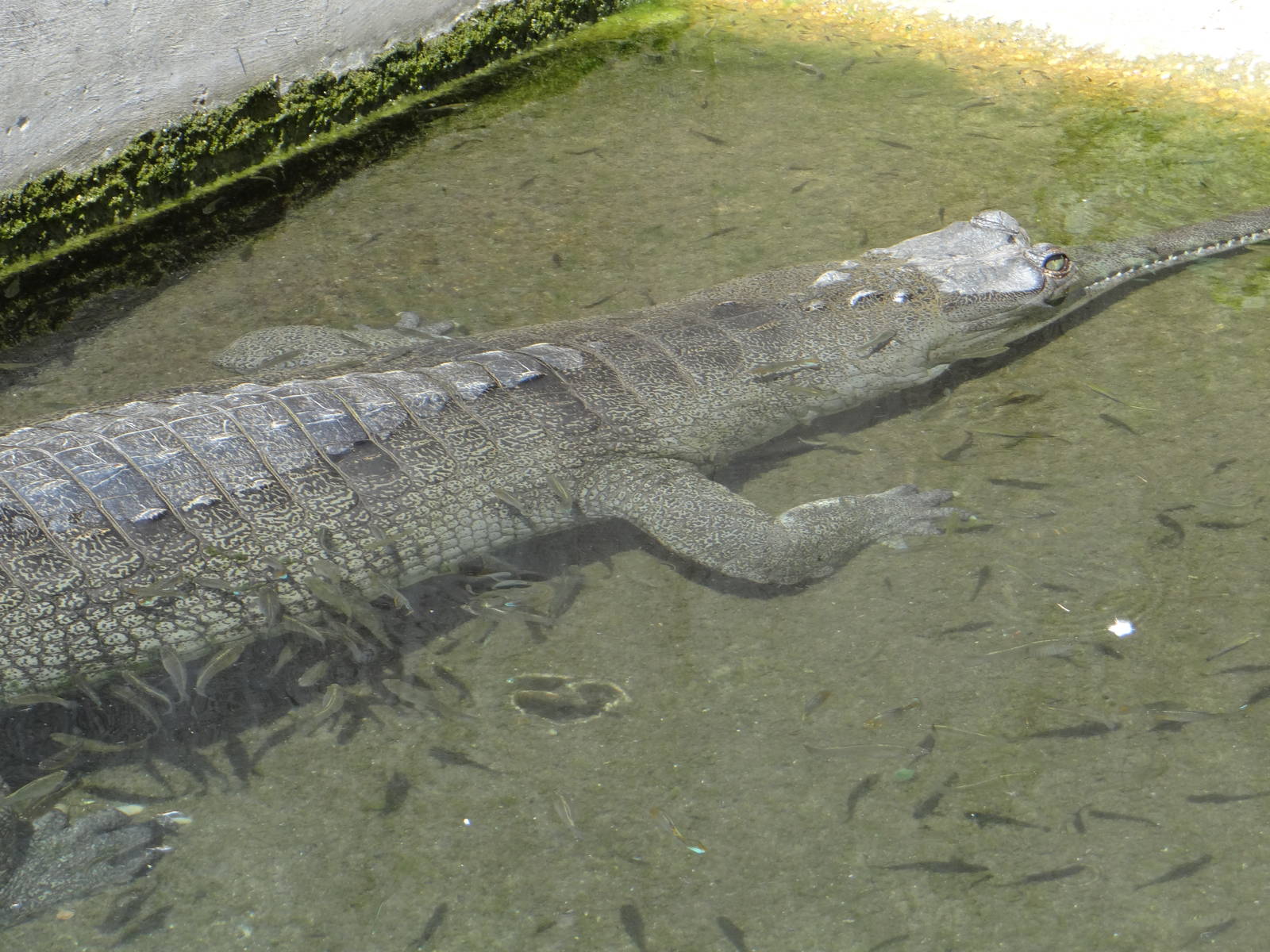 Gharial with fish