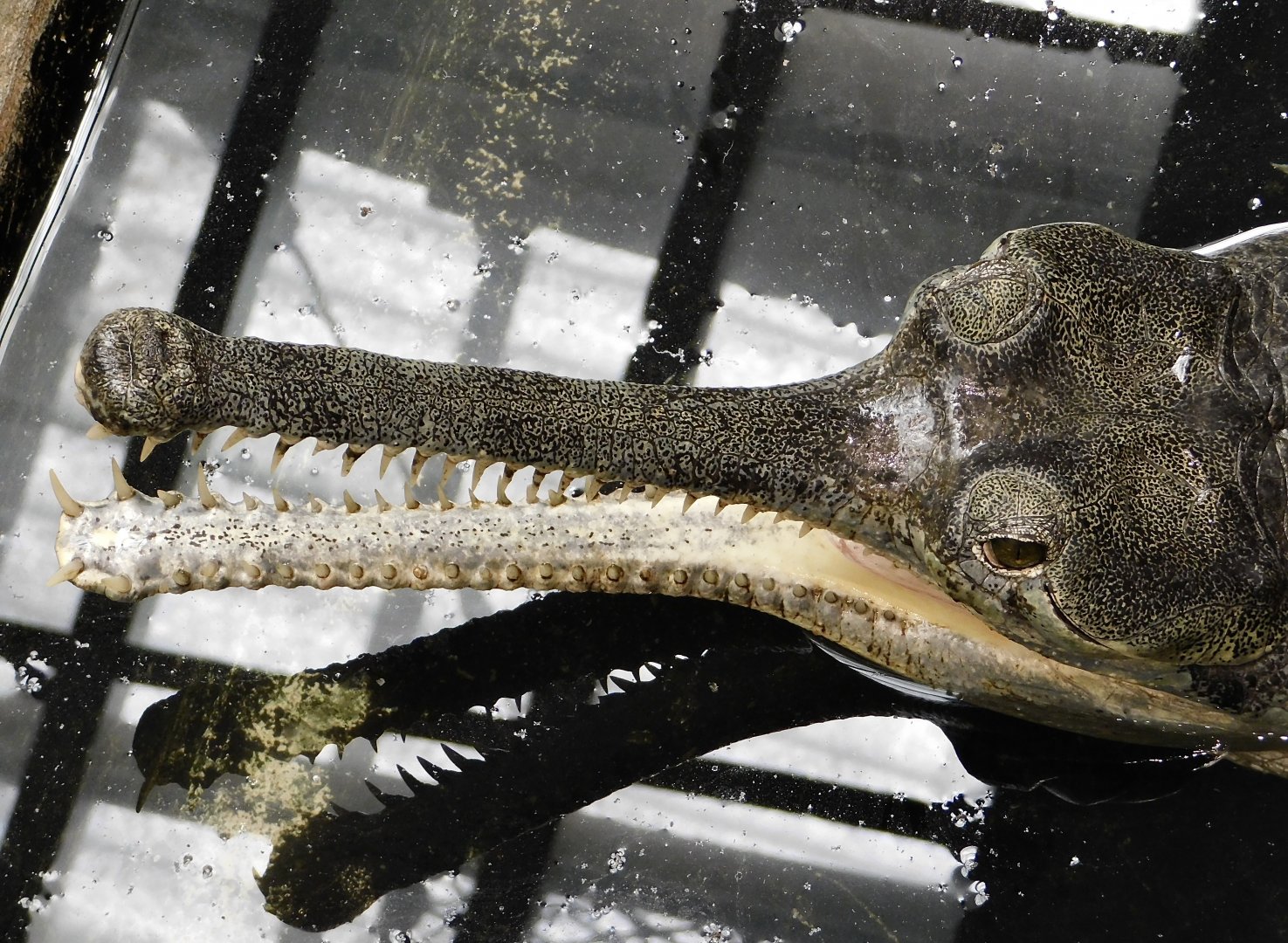Gharial with open mouth March 22, 2025