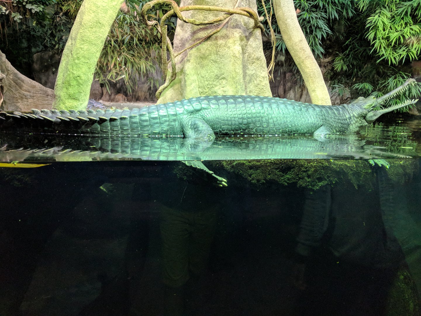 Gharial Zoo Praha 2018