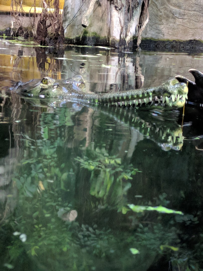 Gharial Zoo Praha 2018