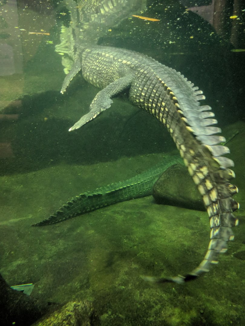 Gharial Zoo Praha 2018